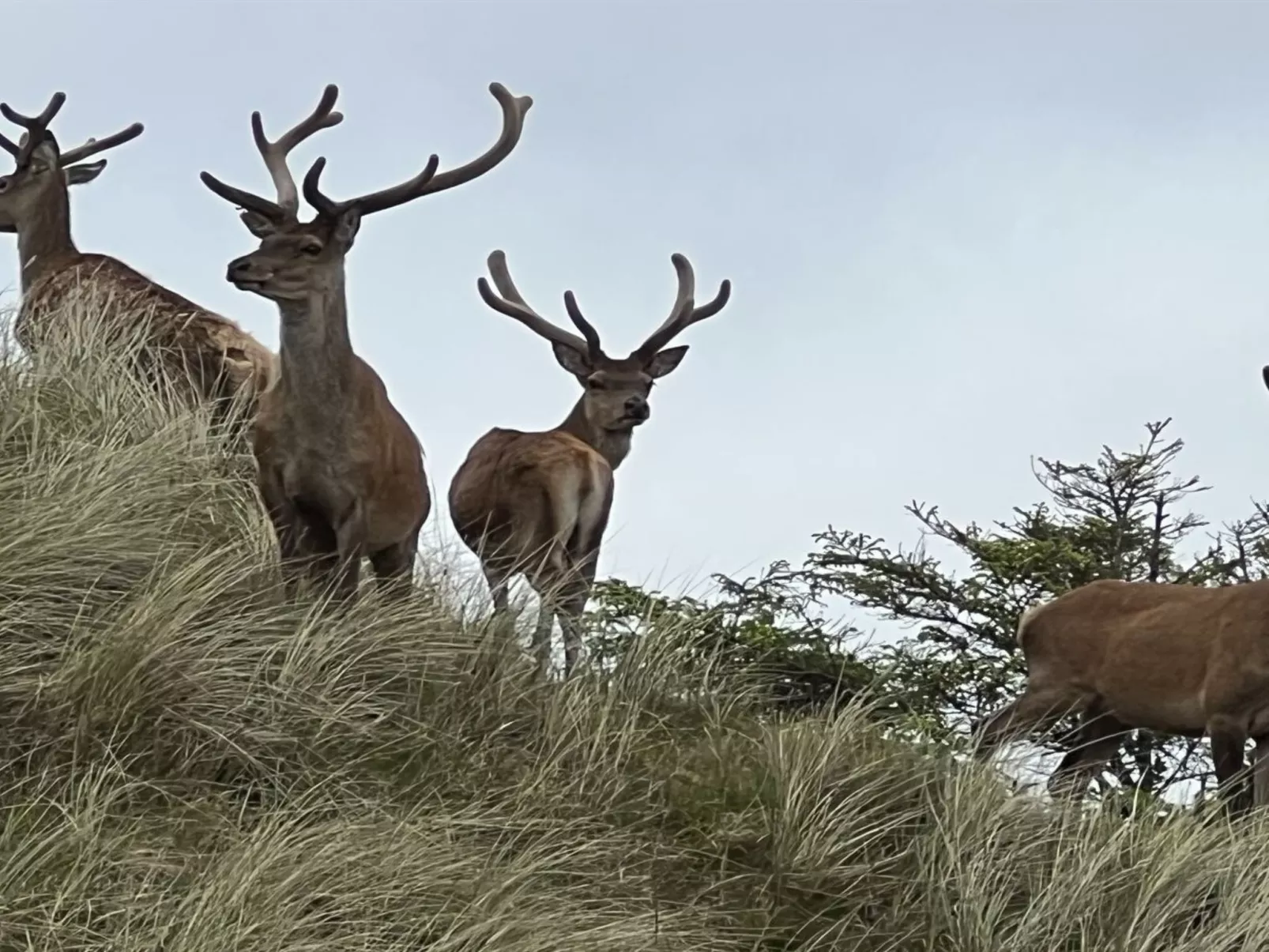 "Nashota" - 700m from the sea