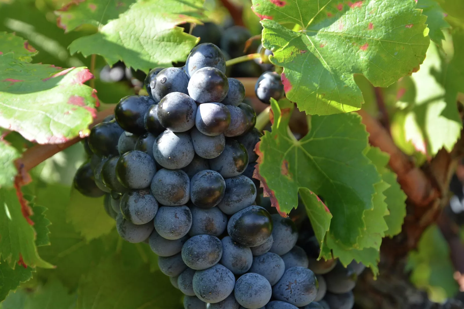 Appartement La Pampa