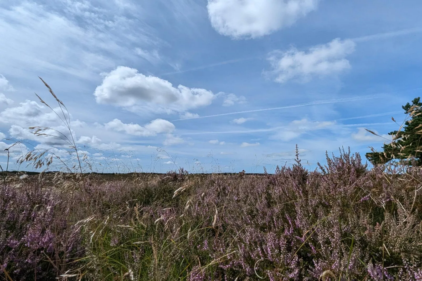 Rustiek rietgedekt huis op Romo-By Traum