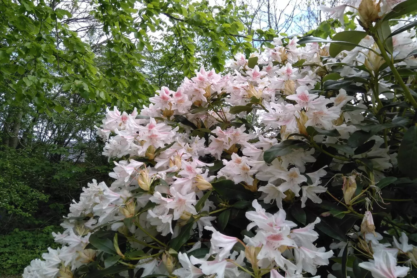 Rustige natuurlijke ontsnapping-By Traum-Niet-getagd