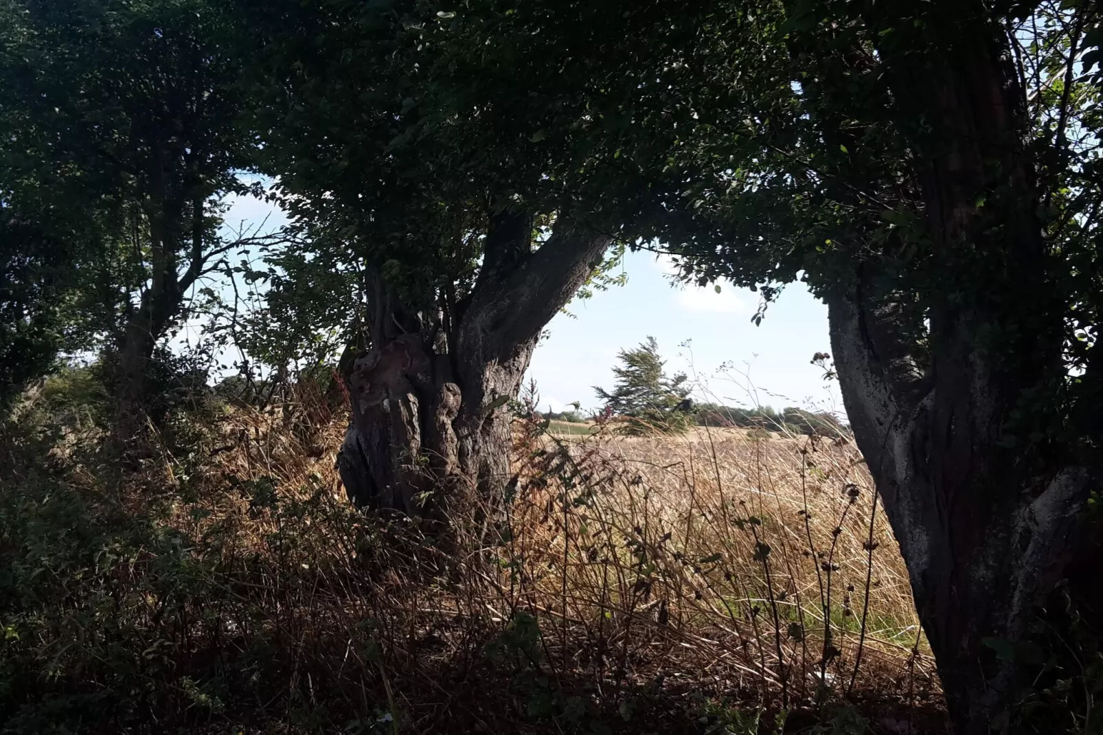 6 persoons vakantie huis in Tranekær-By Traum-Niet-getagd