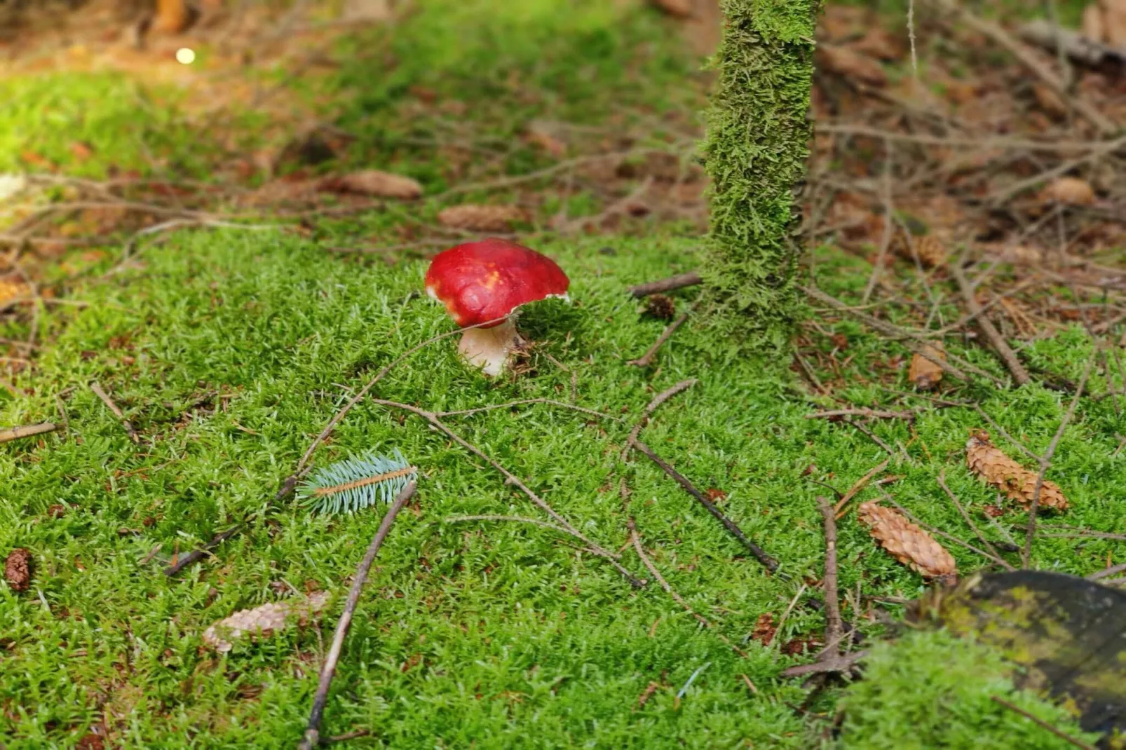 Rustig toevluchtsoord in de natuur -- By Traum Ferienwohnungen-Niet-getagd