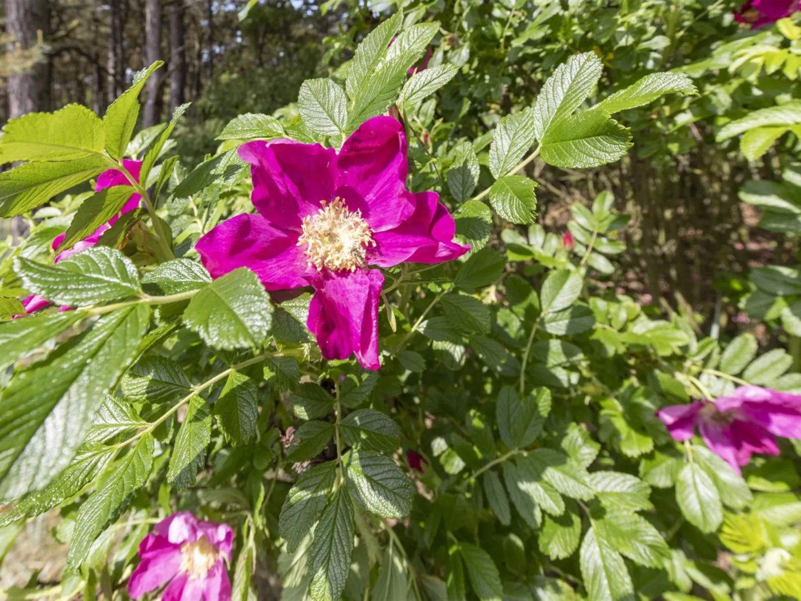 "Friis" - 200m from the sea