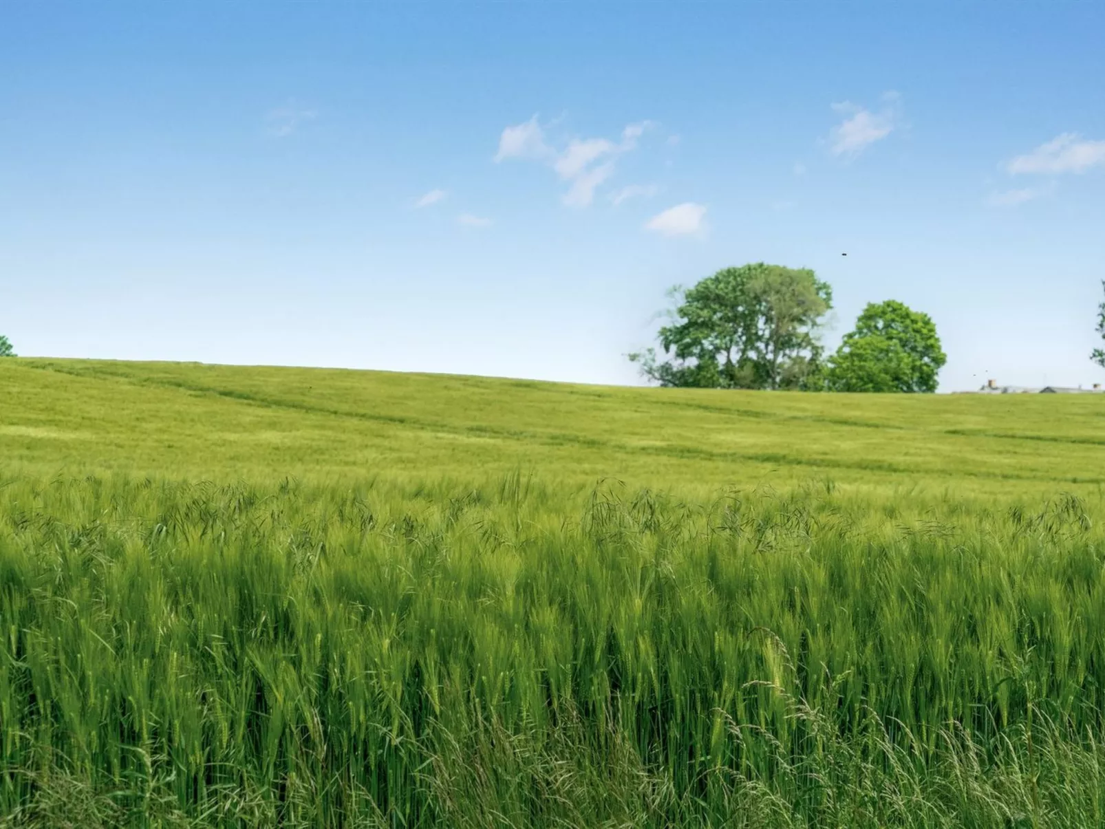 "Thorwer" - 250m from the sea