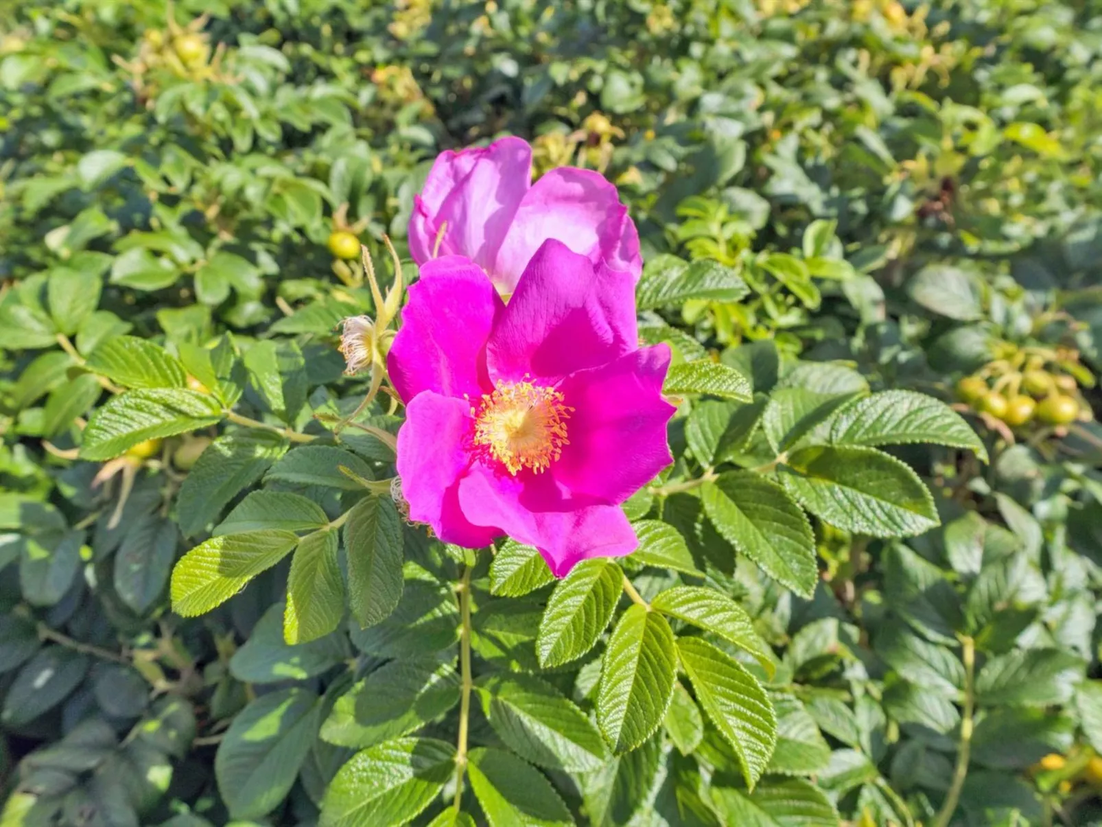 "Mia" - 200m from the sea