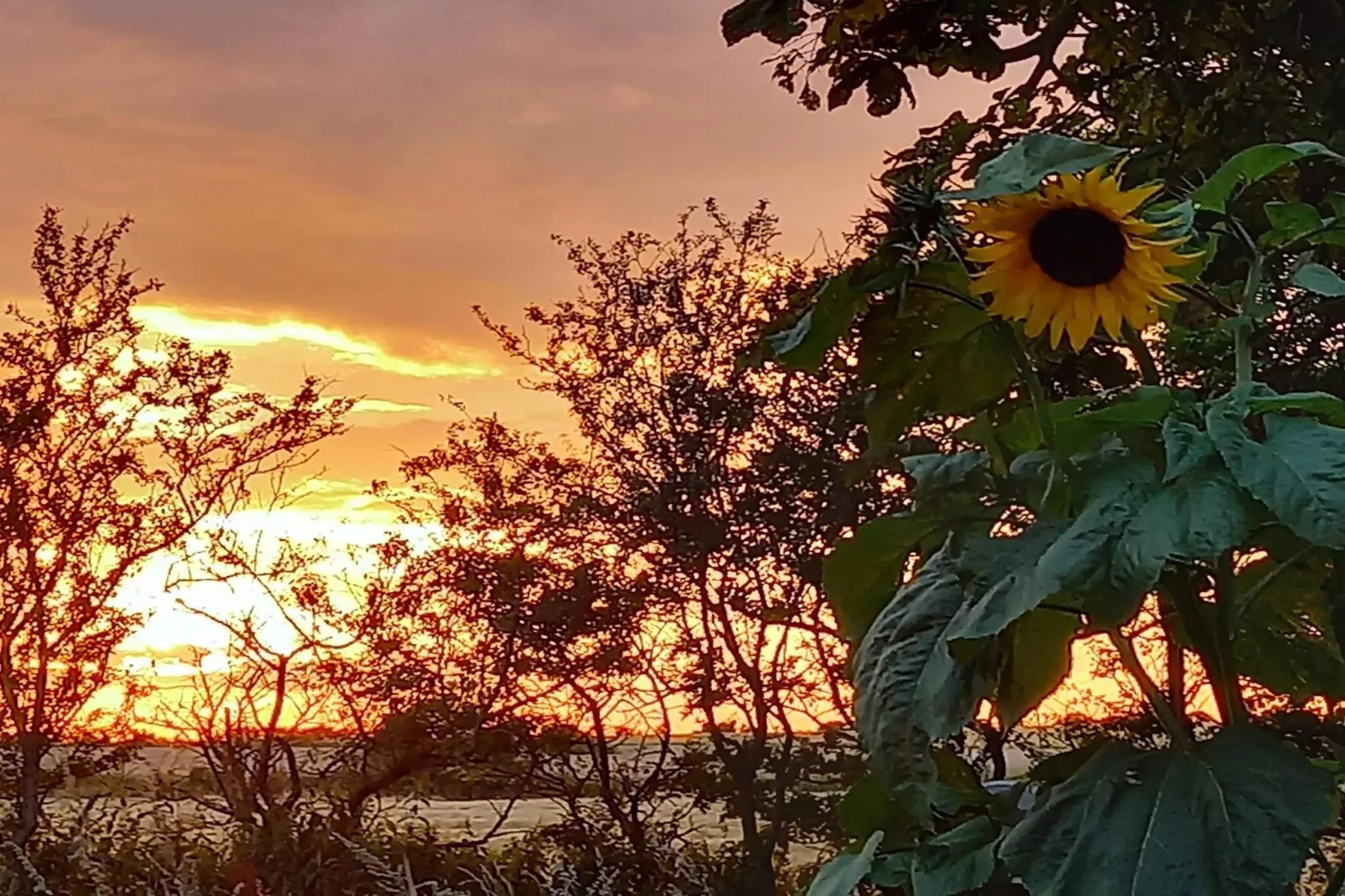 6 persoons vakantiehuis in Højer