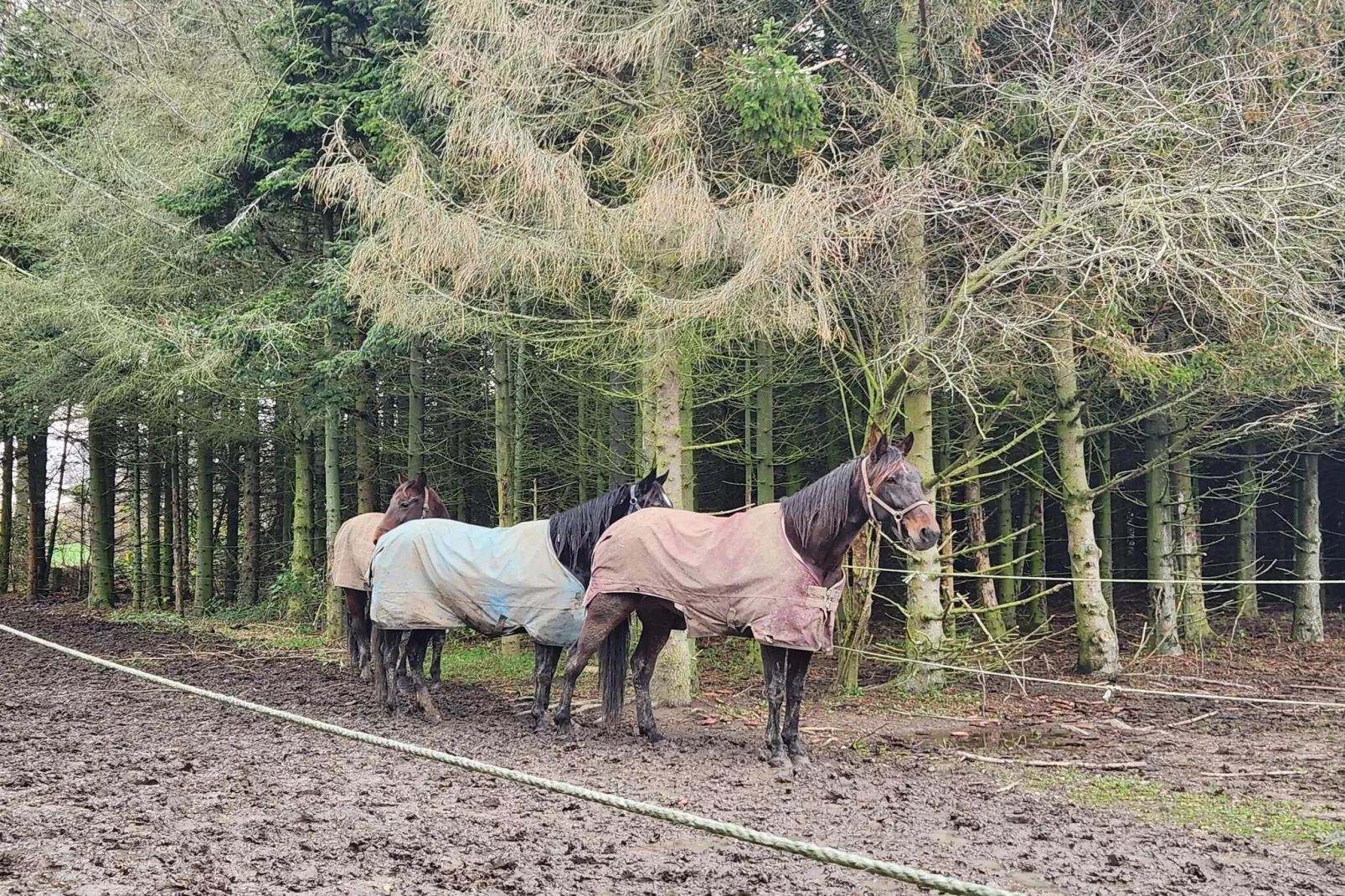 6 persoons vakantie huis in Rødvig Stevns-By Traum-Niet-getagd