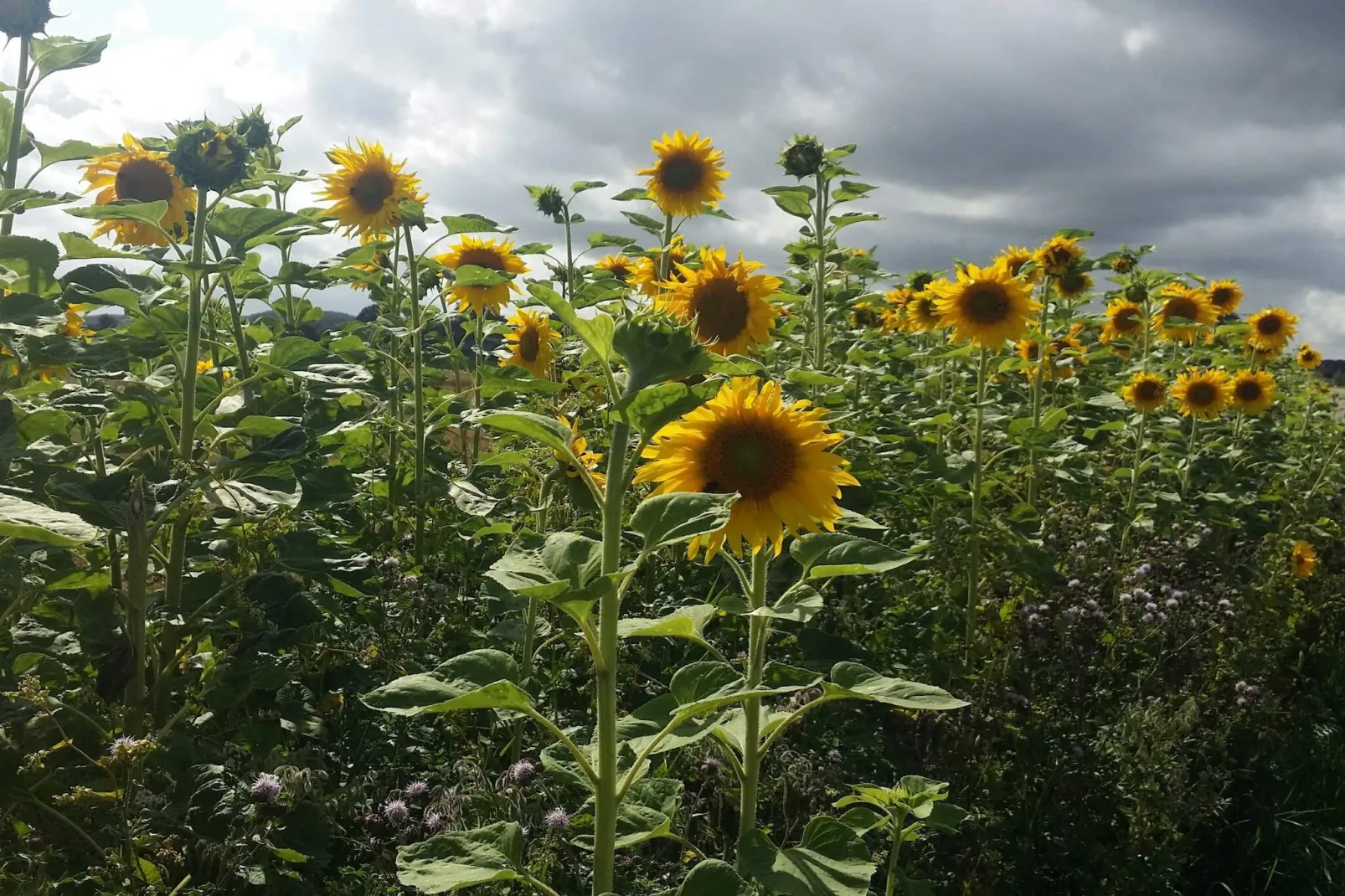 4 Personen vakantie huis in Haderslev