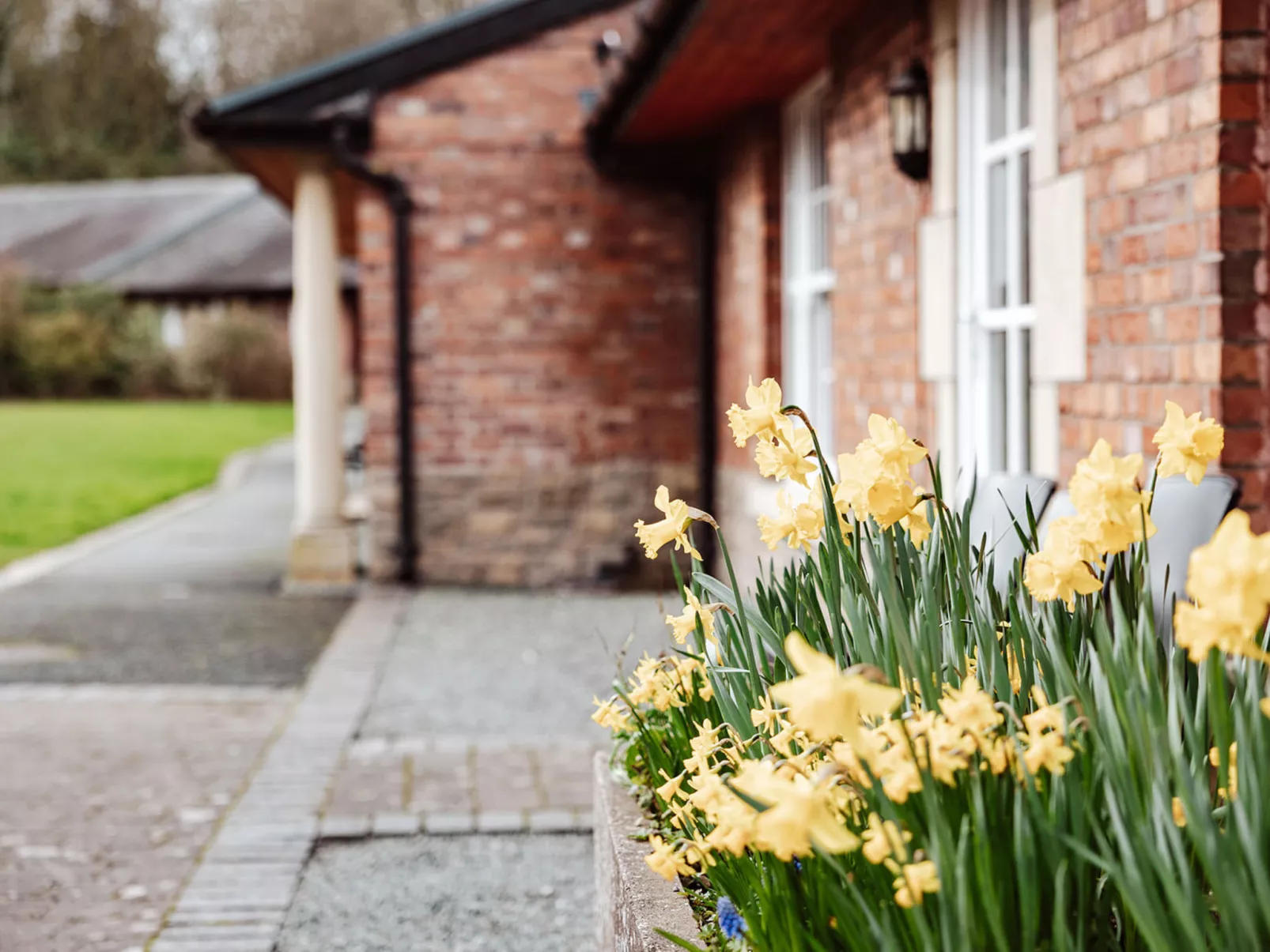 Netley Hall - Camelia