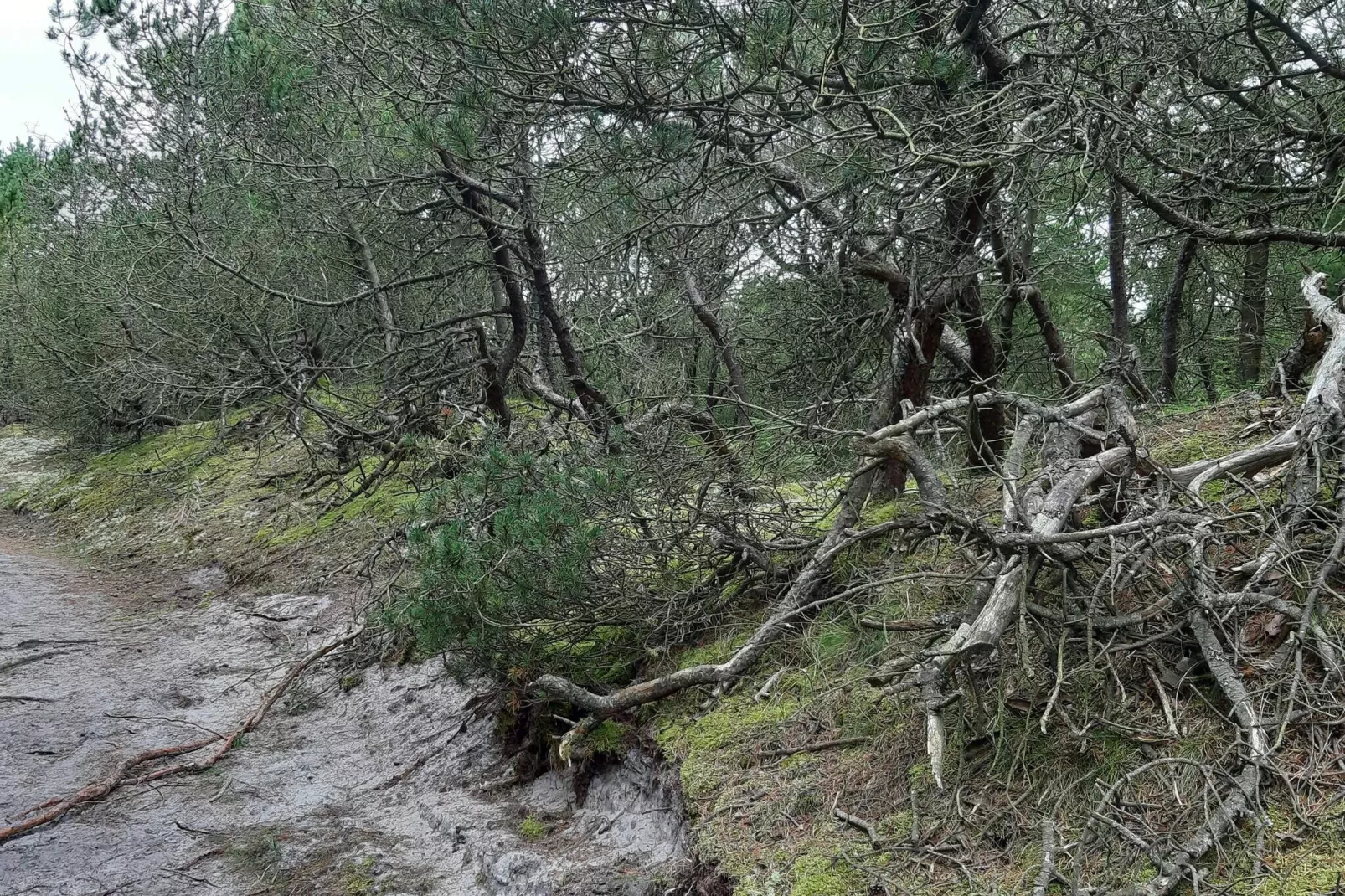 4 persoons vakantie huis in Nørre Nebel-Niet-getagd