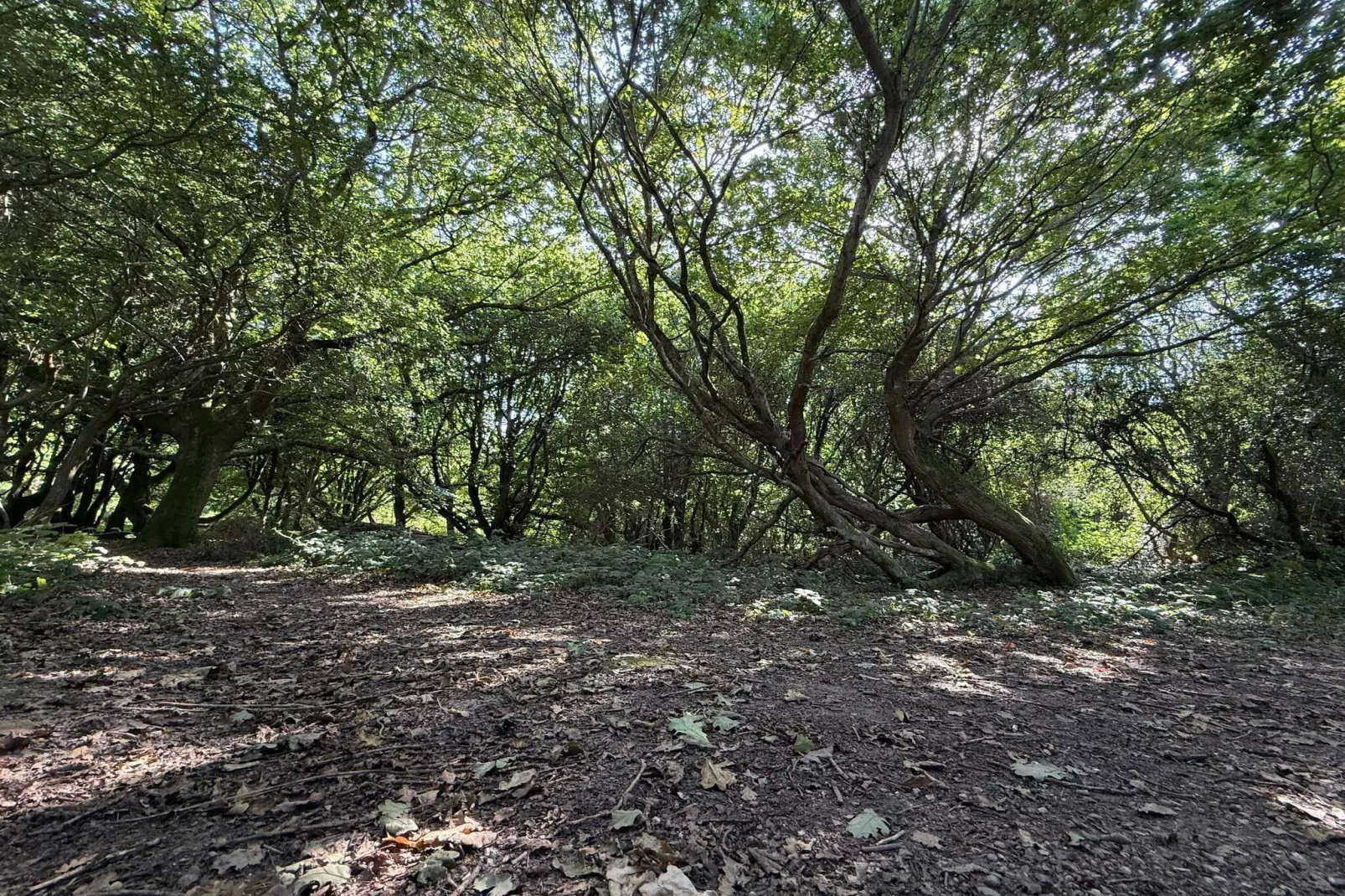 8 persoons vakantie huis in Børkop-Niet-getagd