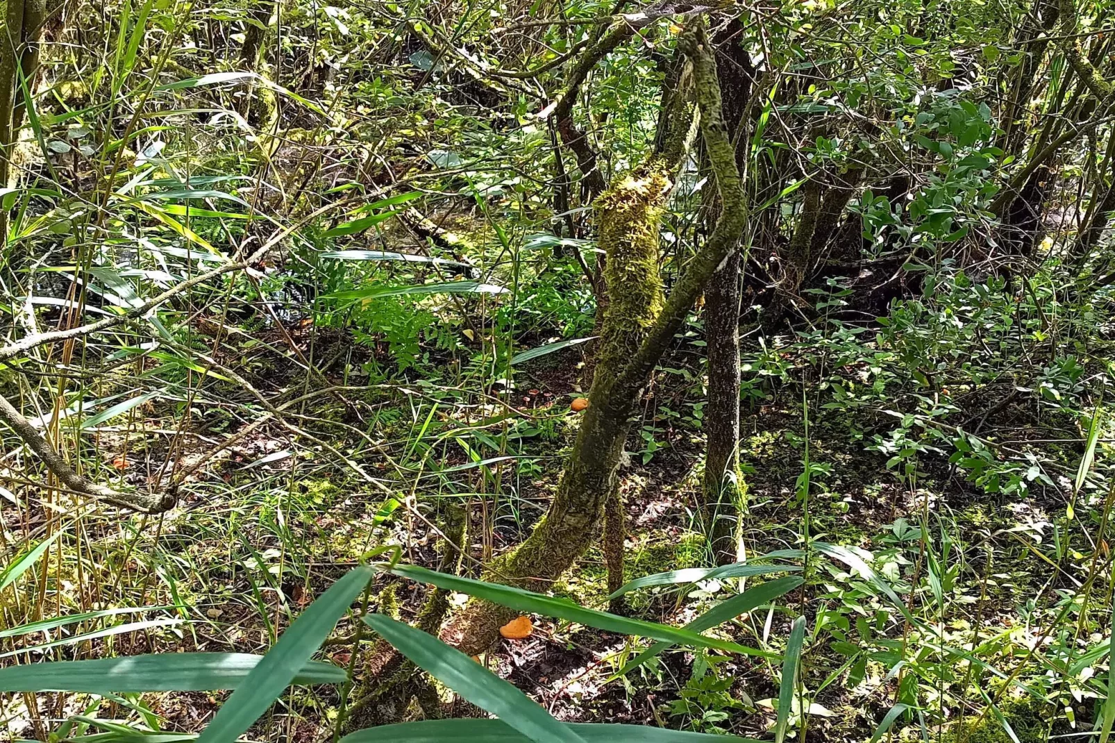 6 persoons vakantie huis in Bredebro-Niet-getagd