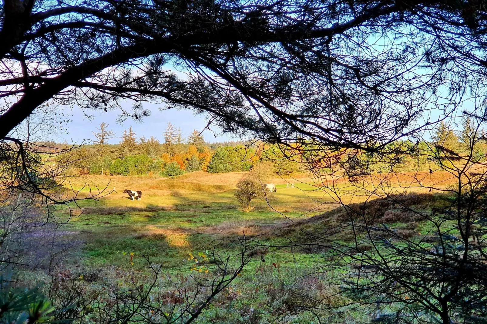 6 persoons vakantie huis in Fjerritslev-Niet-getagd