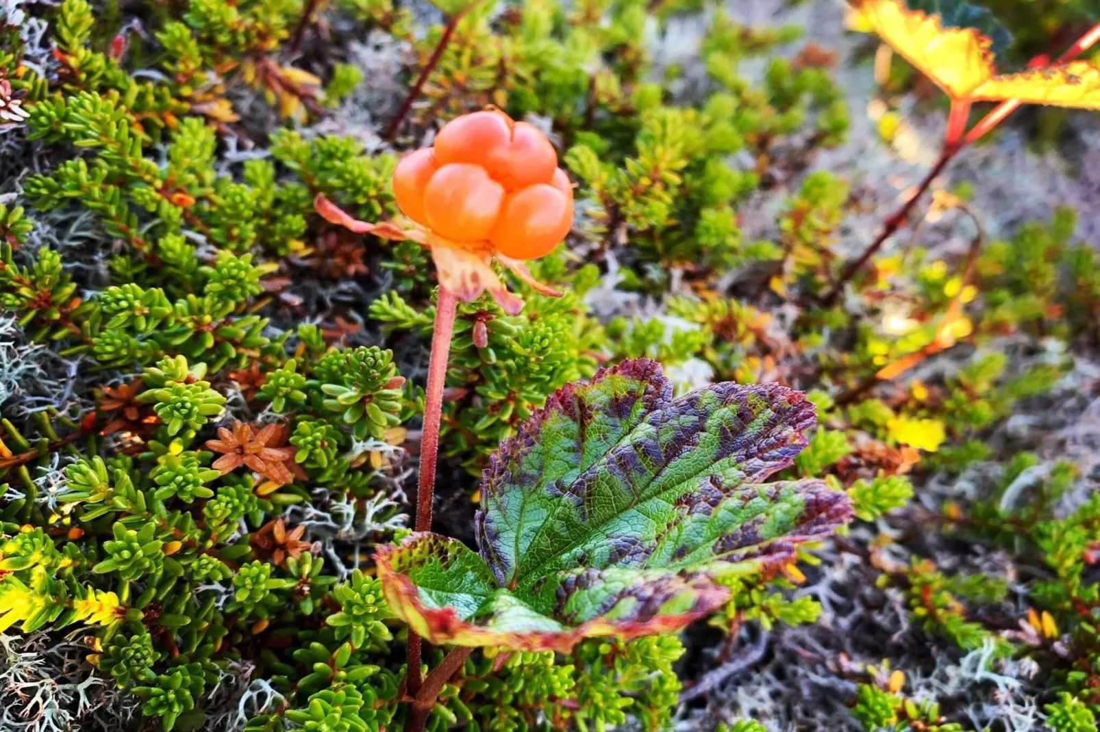 7 persoons vakantie huis in Bøstad-By Traum-Niet-getagd