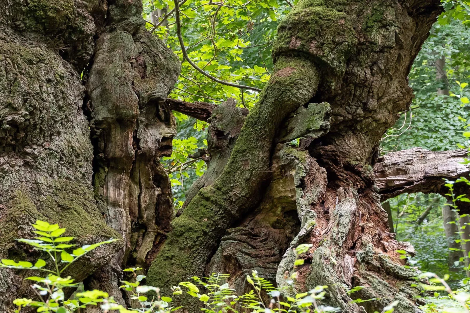 7 persoons vakantie huis in Jægerspris-By Traum-Niet-getagd