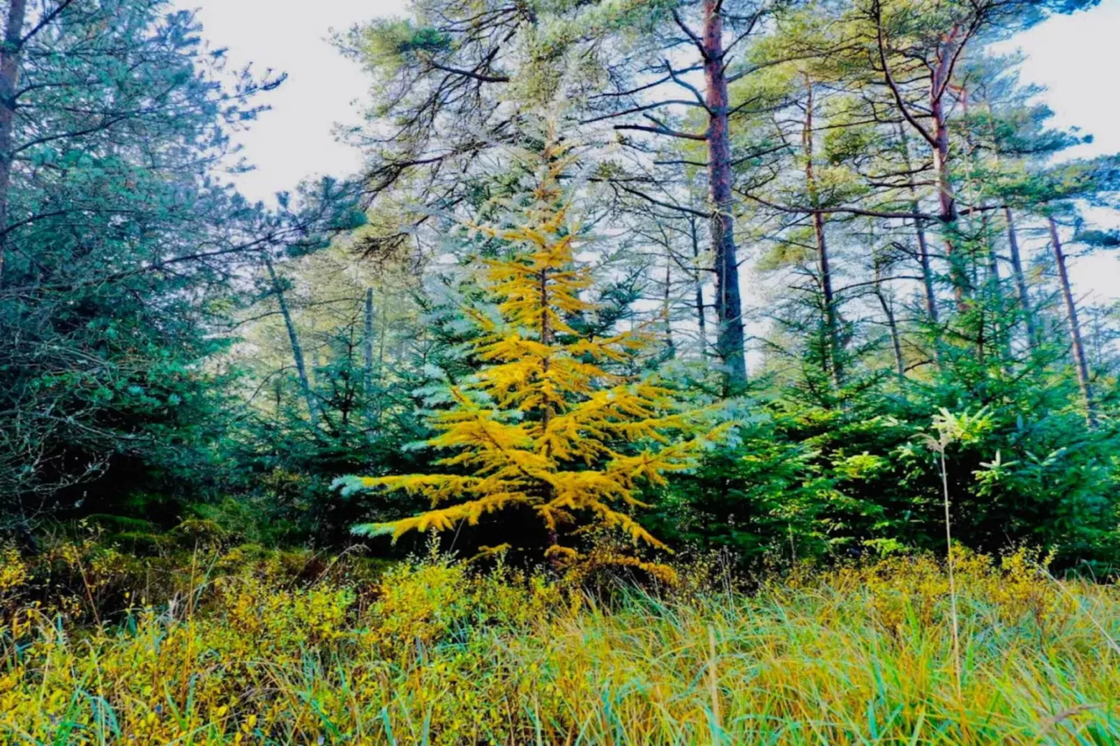 10 persoons vakantie huis in Fjerritslev-By Traum-Niet-getagd