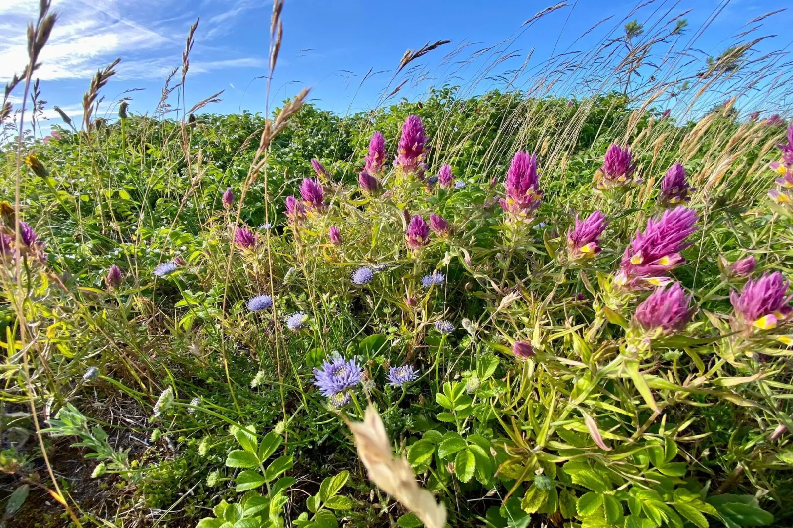 6 persoons vakantie huis in Store Fuglede-By Traum-Niet-getagd