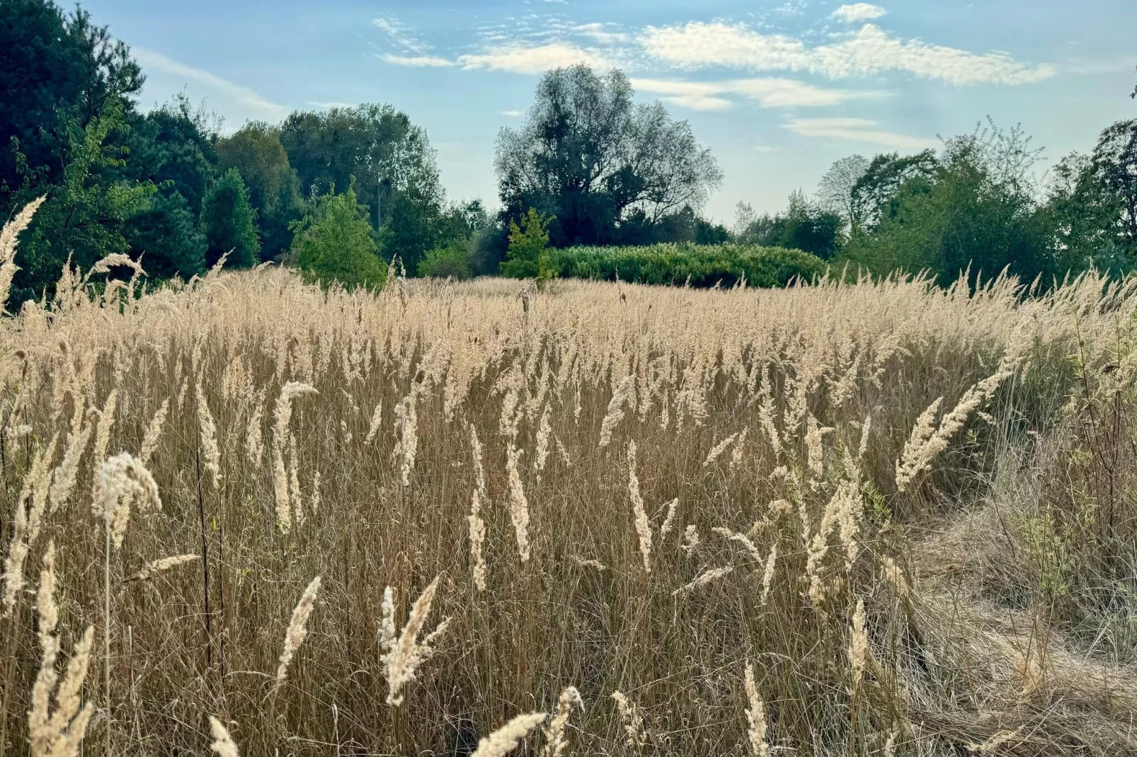 Doppelhaushälfte Typ V 80 qm-Gebieden zomer 1km