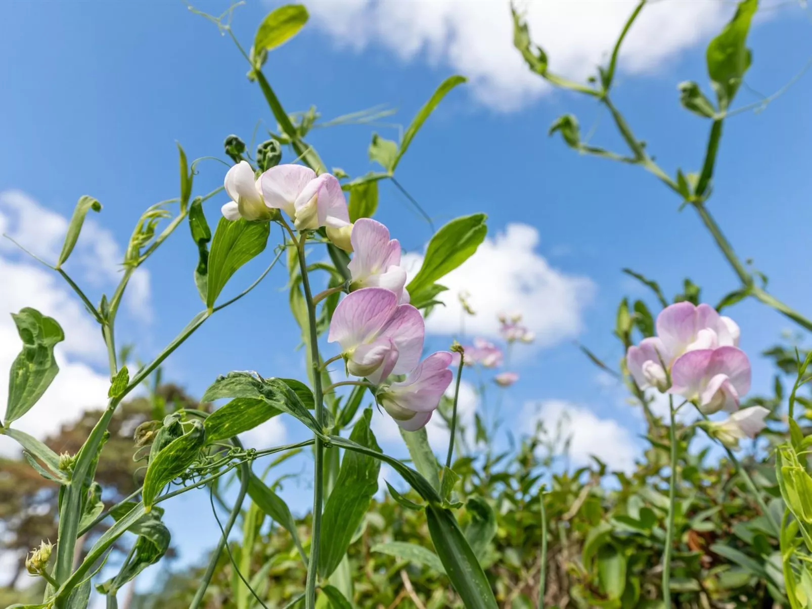 "Detlef" - 200m from the sea