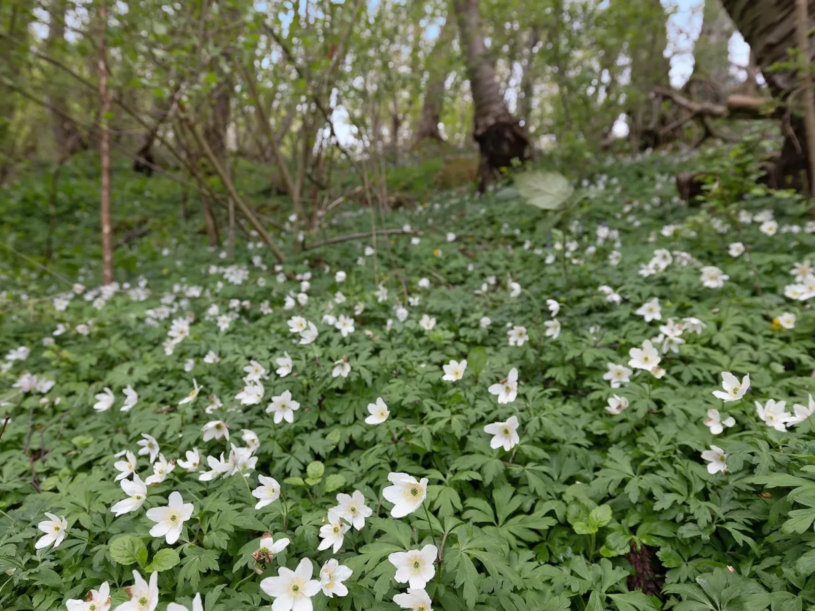 "Ensio" - 150m from the sea