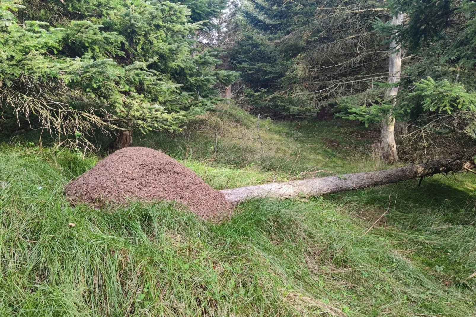 6 persoons vakantie huis in Hjørring-Niet-getagd