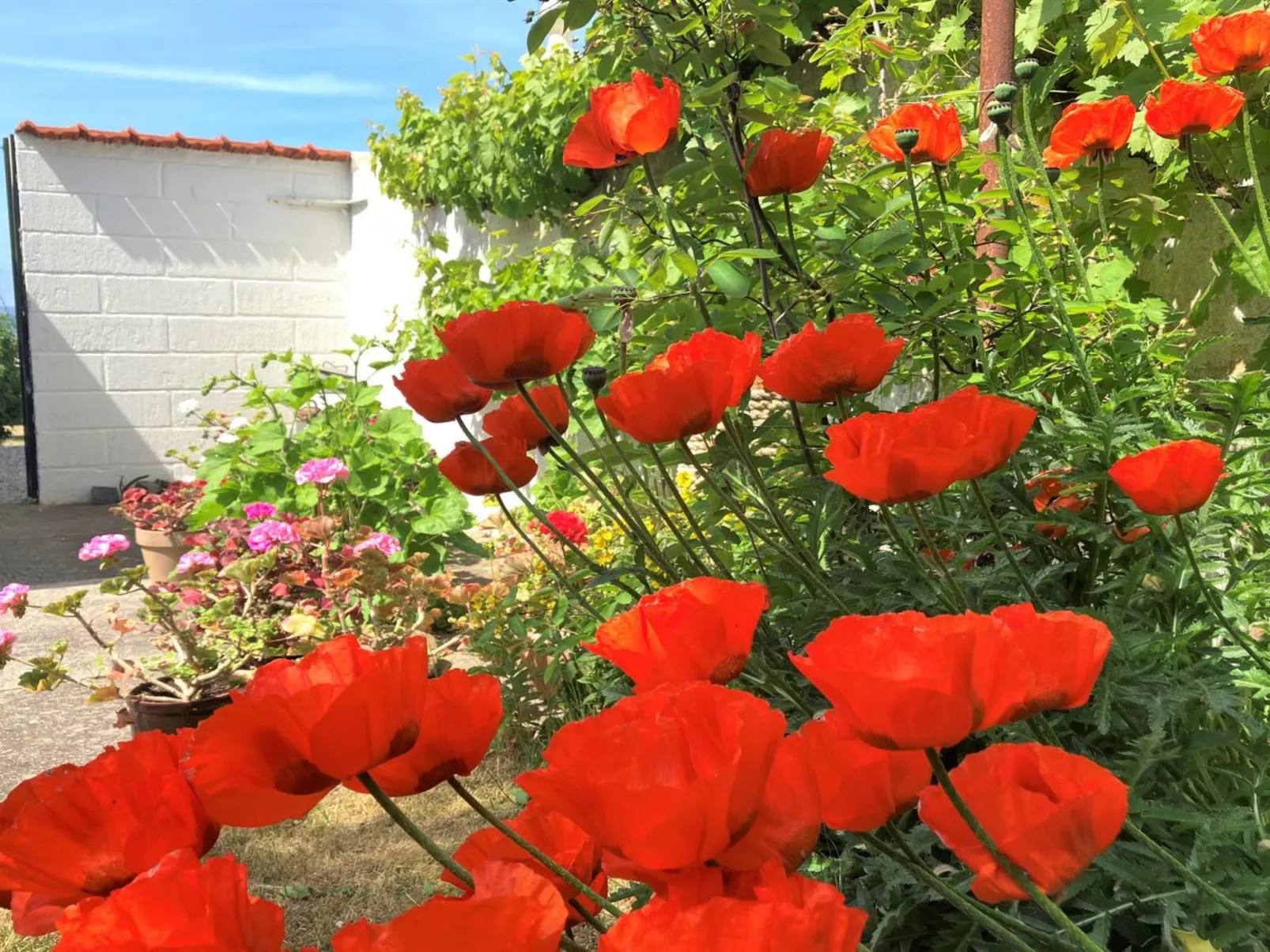 "Merete" - 50m from the sea