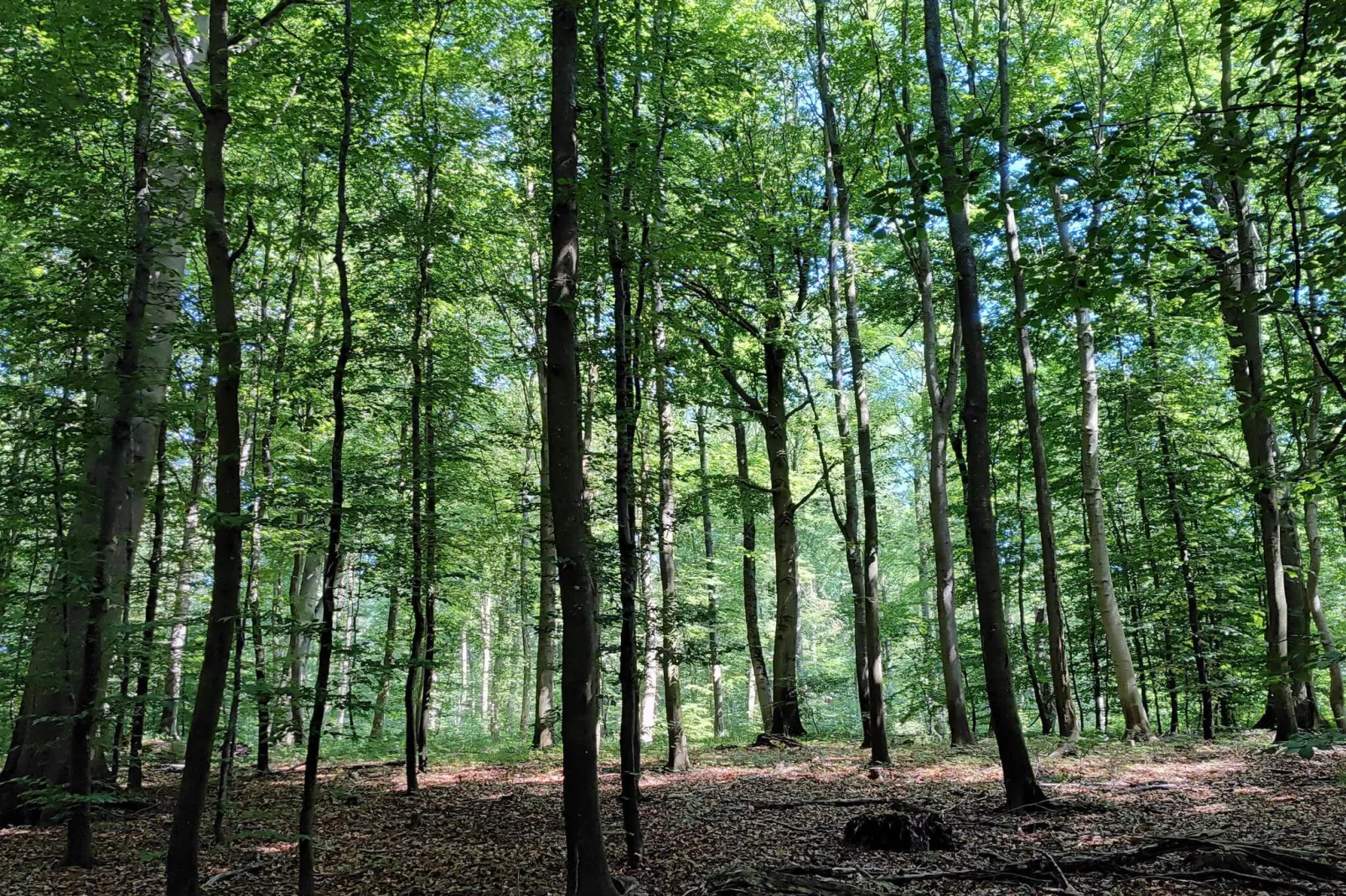 4 sterren vakantie huis in Vedbæk-Niet-getagd