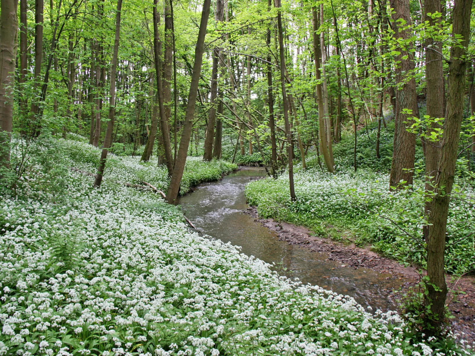 Ingleby Manor - Manor Cottage