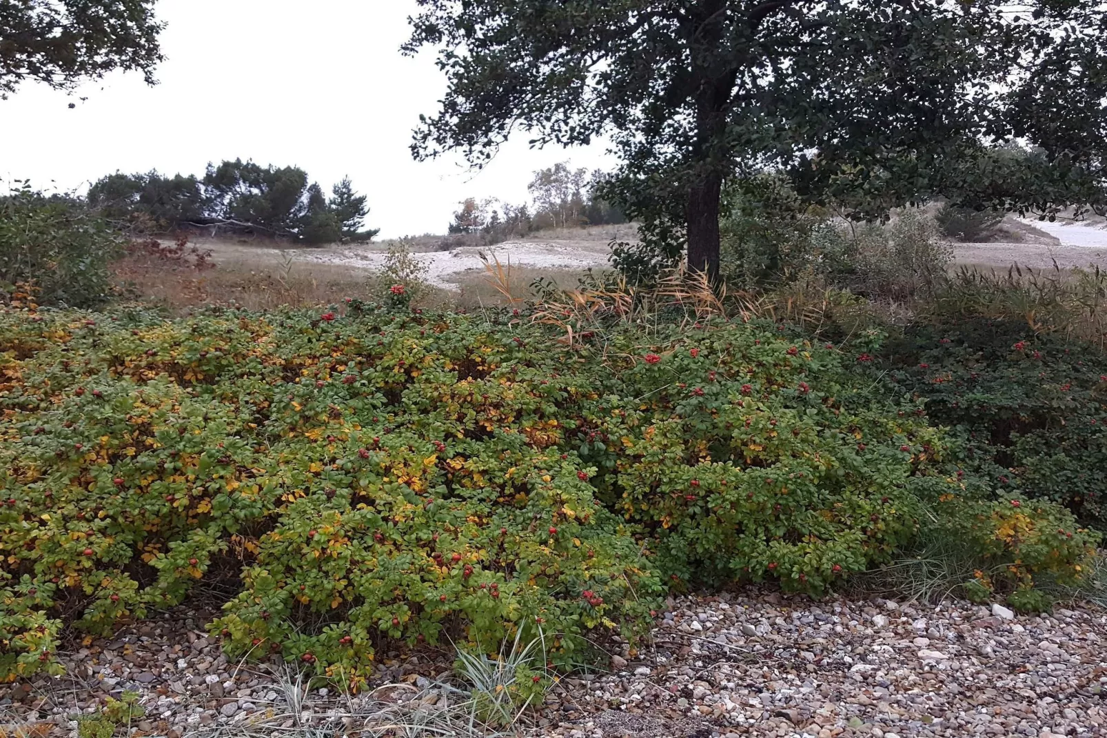 8 persoons vakantie huis in Børkop-Niet-getagd