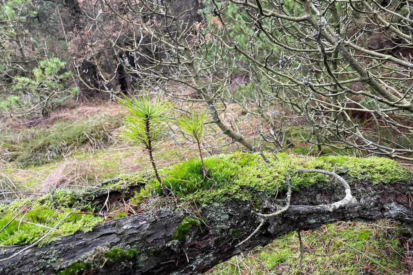 6 persoons vakantie huis in Rømø-By Traum-Niet-getagd