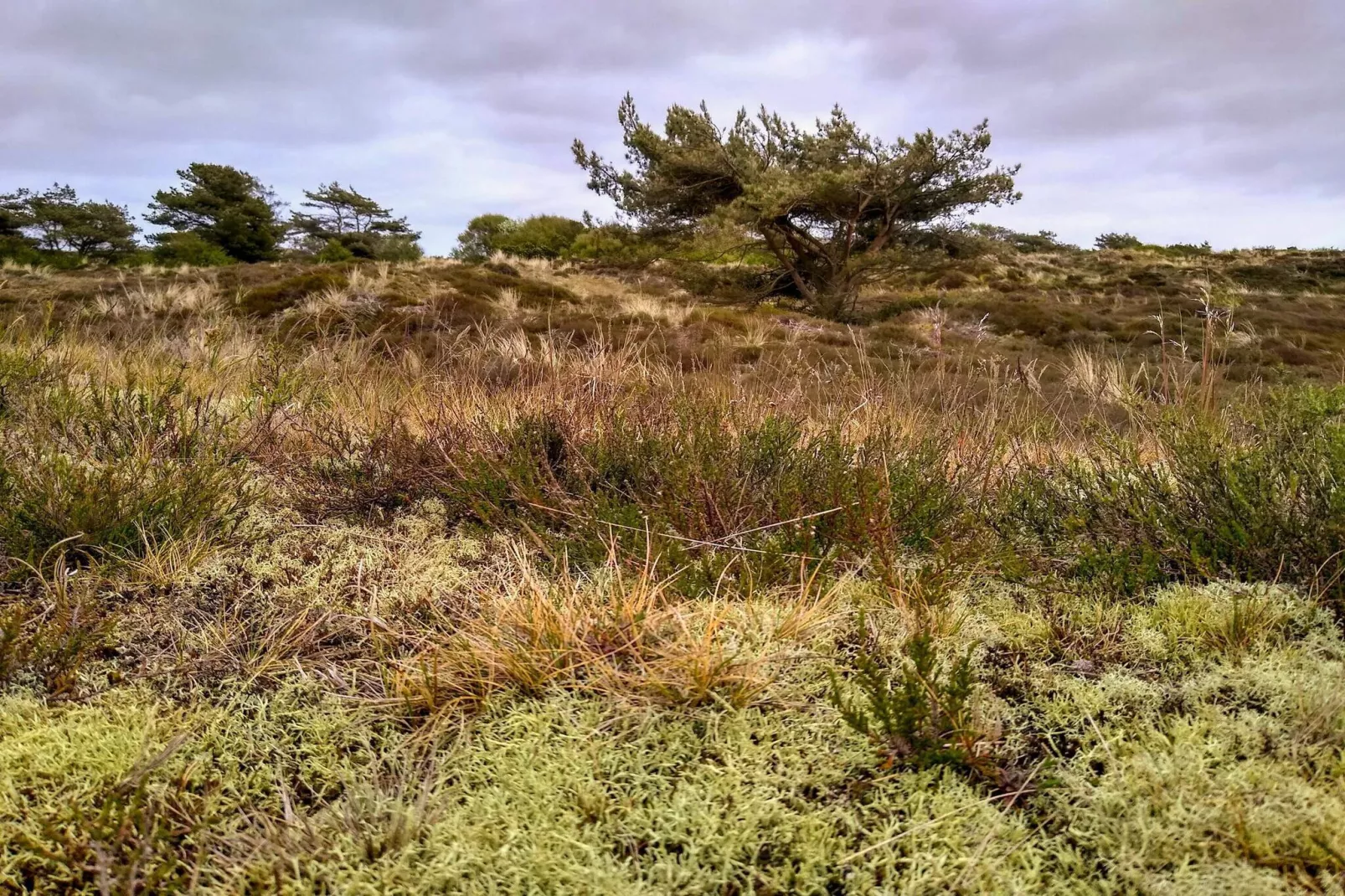 4 persoons vakantie huis in Fanø-By Traum-Niet-getagd