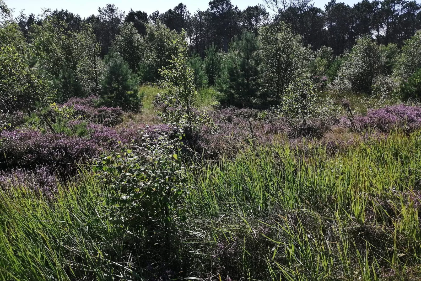 4 persoons vakantie huis in Skagen-By Traum-Niet-getagd