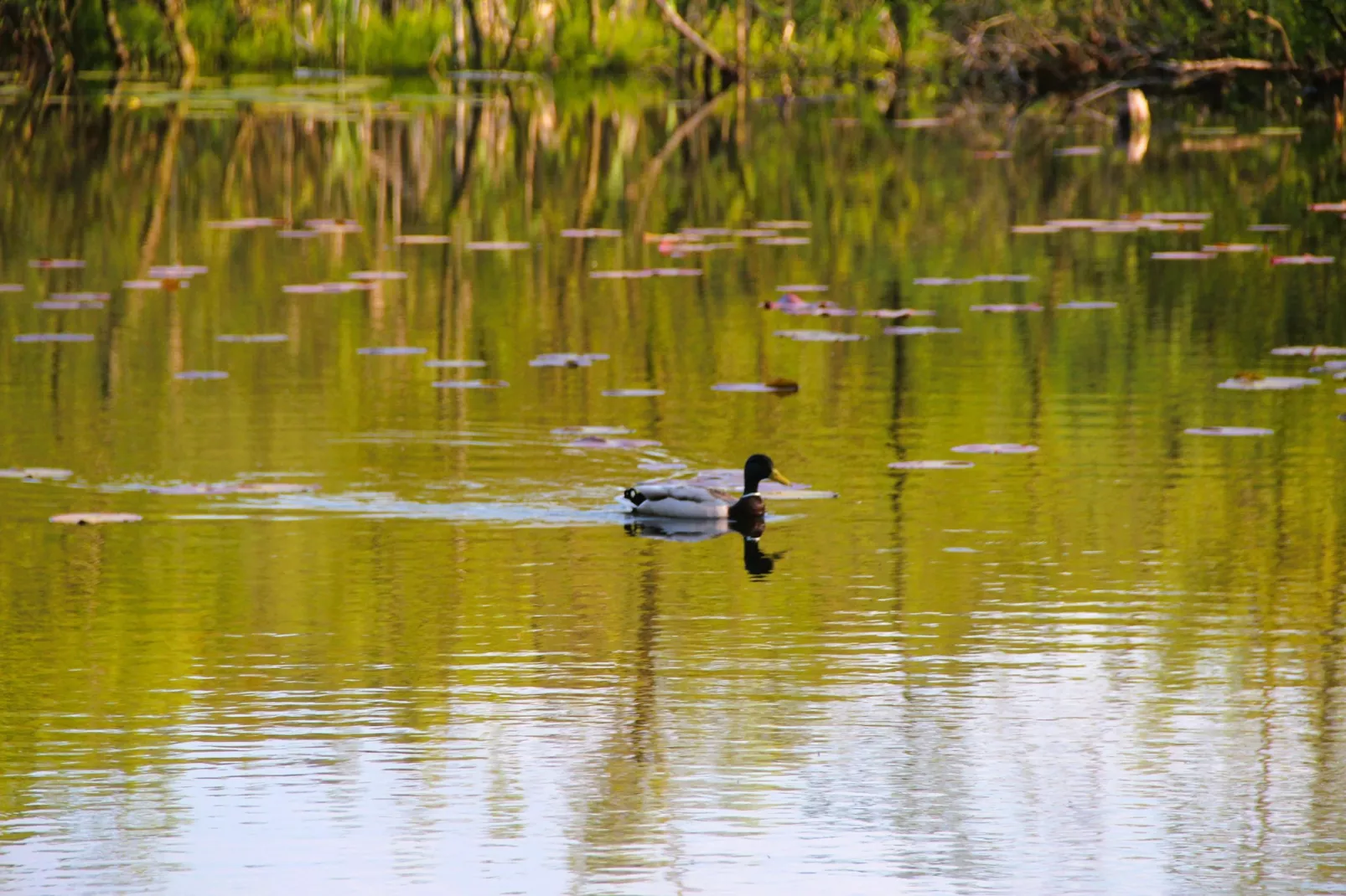 Holiday home Kolczewo 35 qm Nr 2-Gebieden zomer 1km