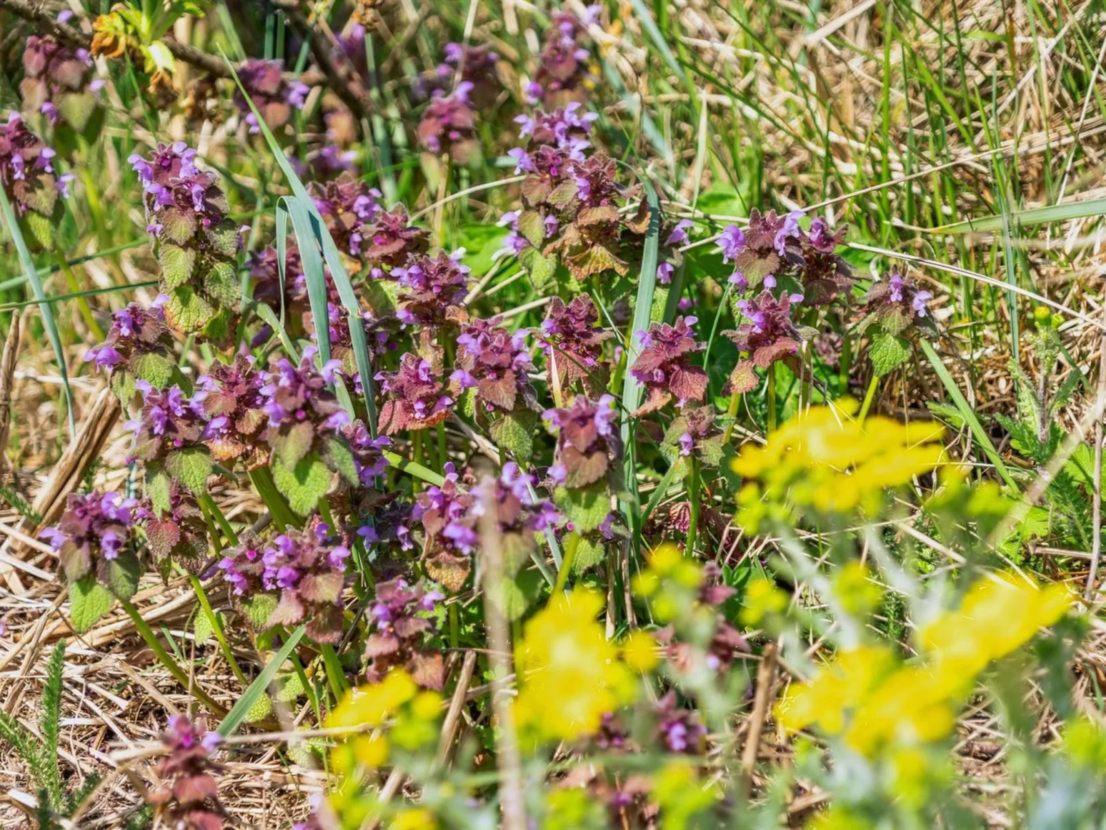 "Danica" - 175m from the sea-Buiten