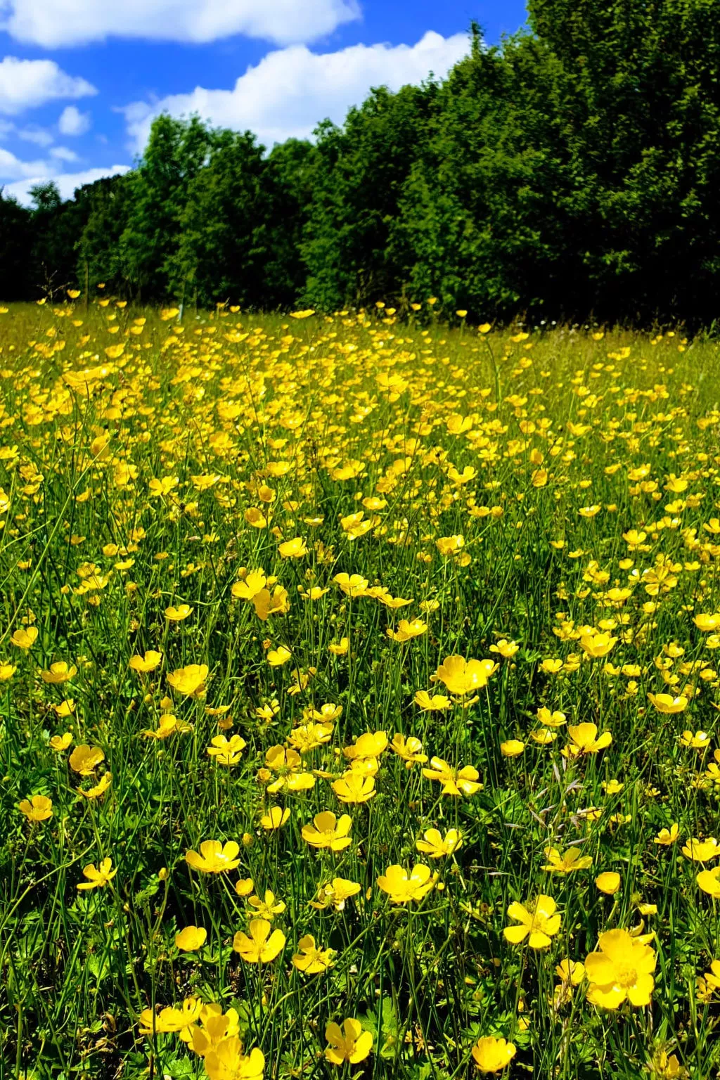 Blackbarn Wood-Buiten