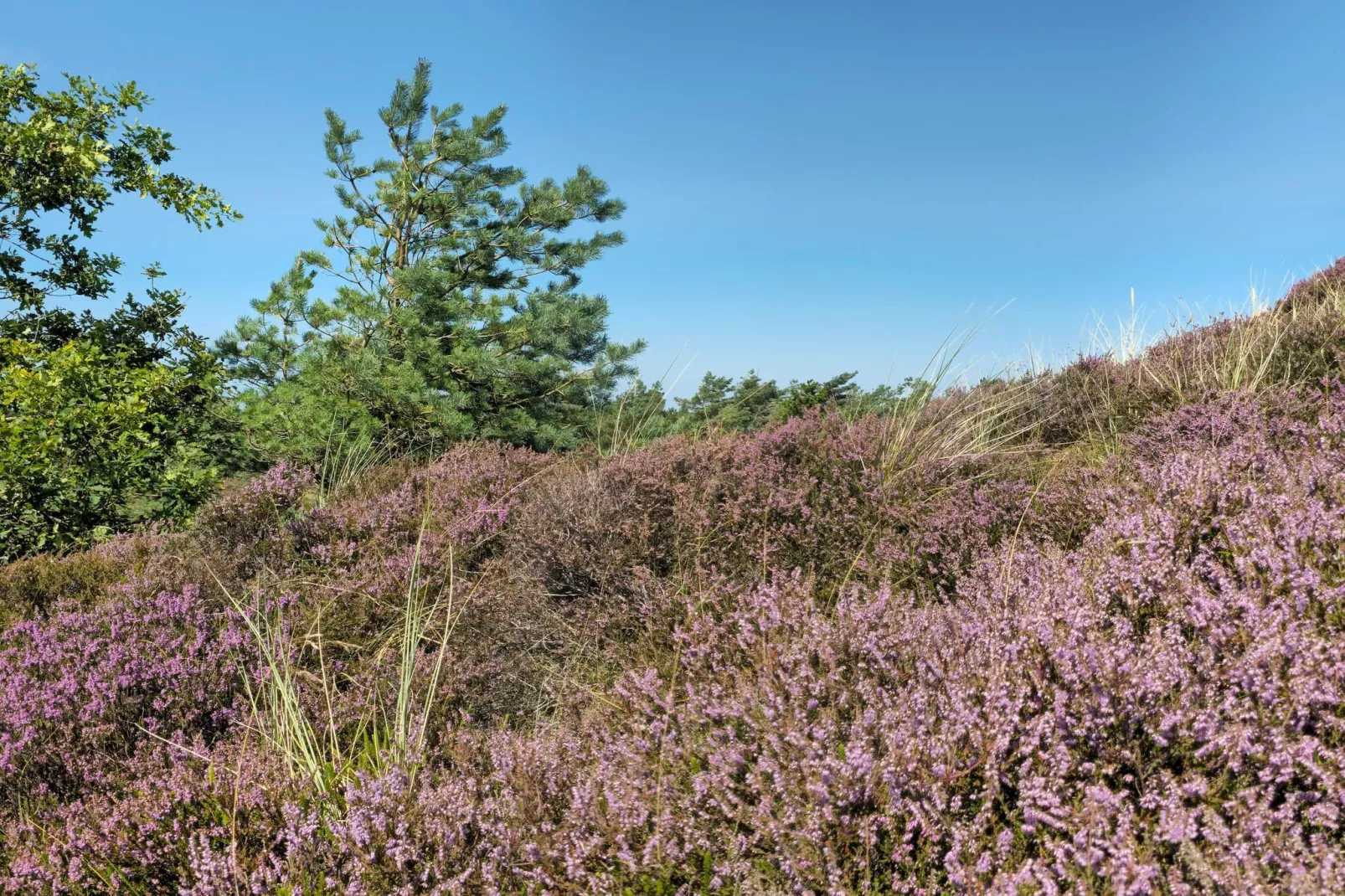 Rustig toevluchtsoord in Bolilmark-By Traum-Niet-getagd