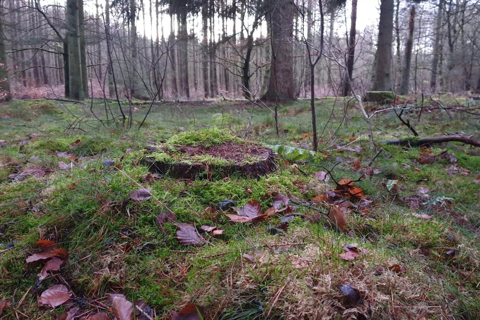 8 persoons vakantie huis in Gjern-Niet-getagd