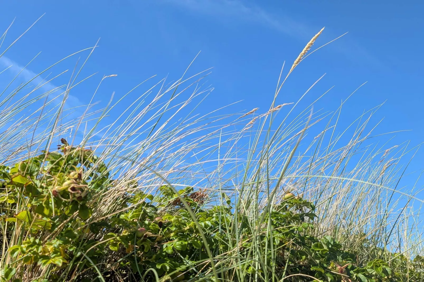 24 persoons vakantie huis in Frederiksværk-Niet-getagd