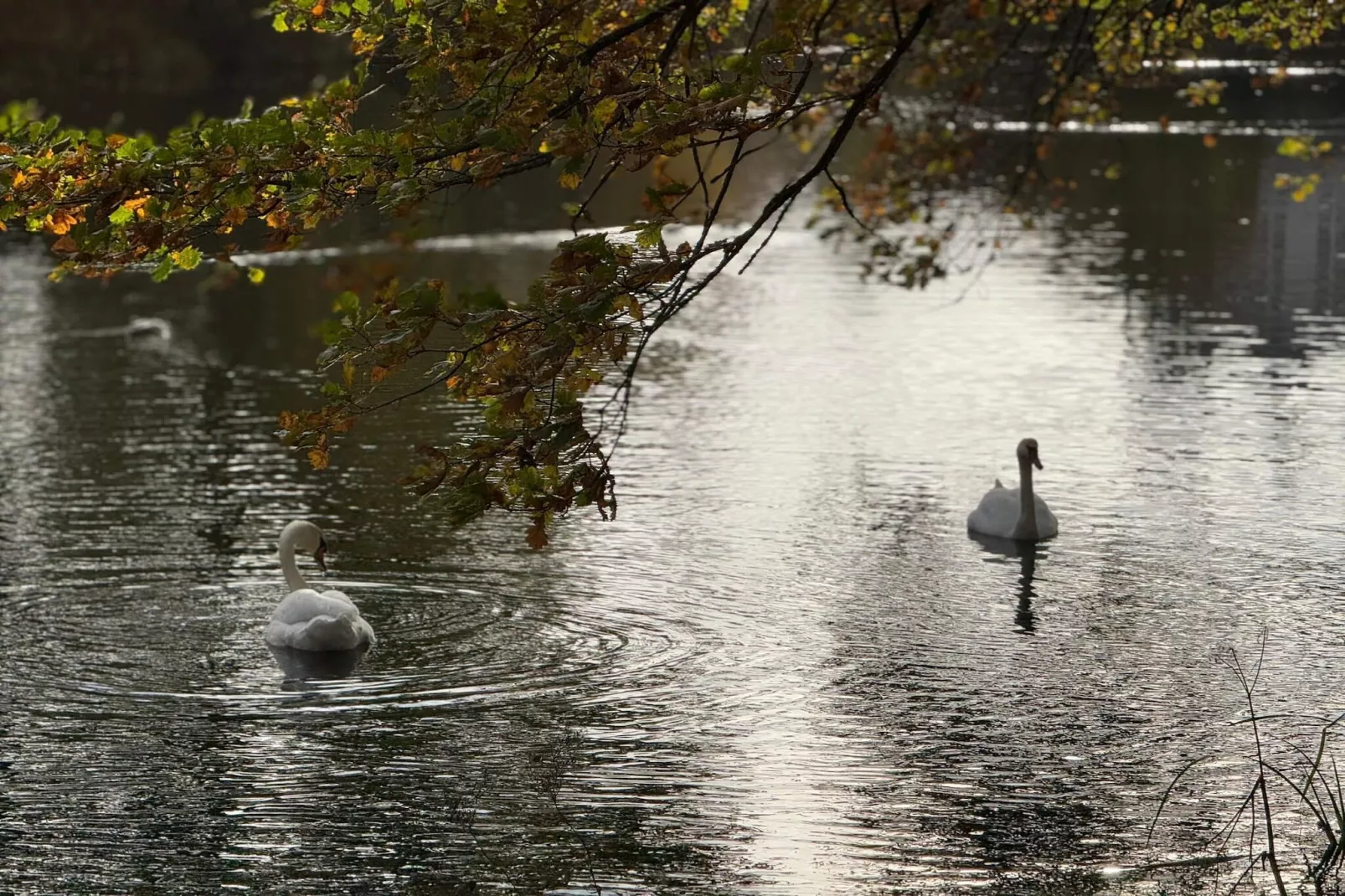 4 persoons vakantie huis in Gråsten-Waterzicht