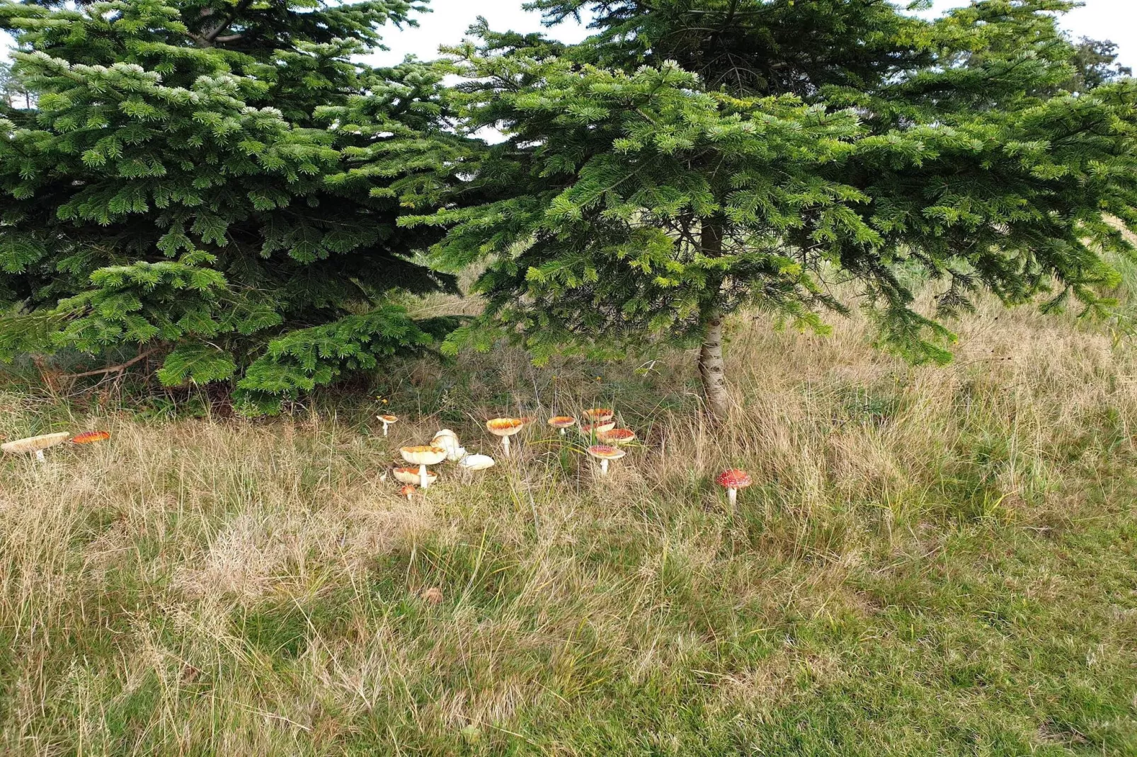 6 persoons vakantie huis in Væggerløse-By Traum-Niet-getagd