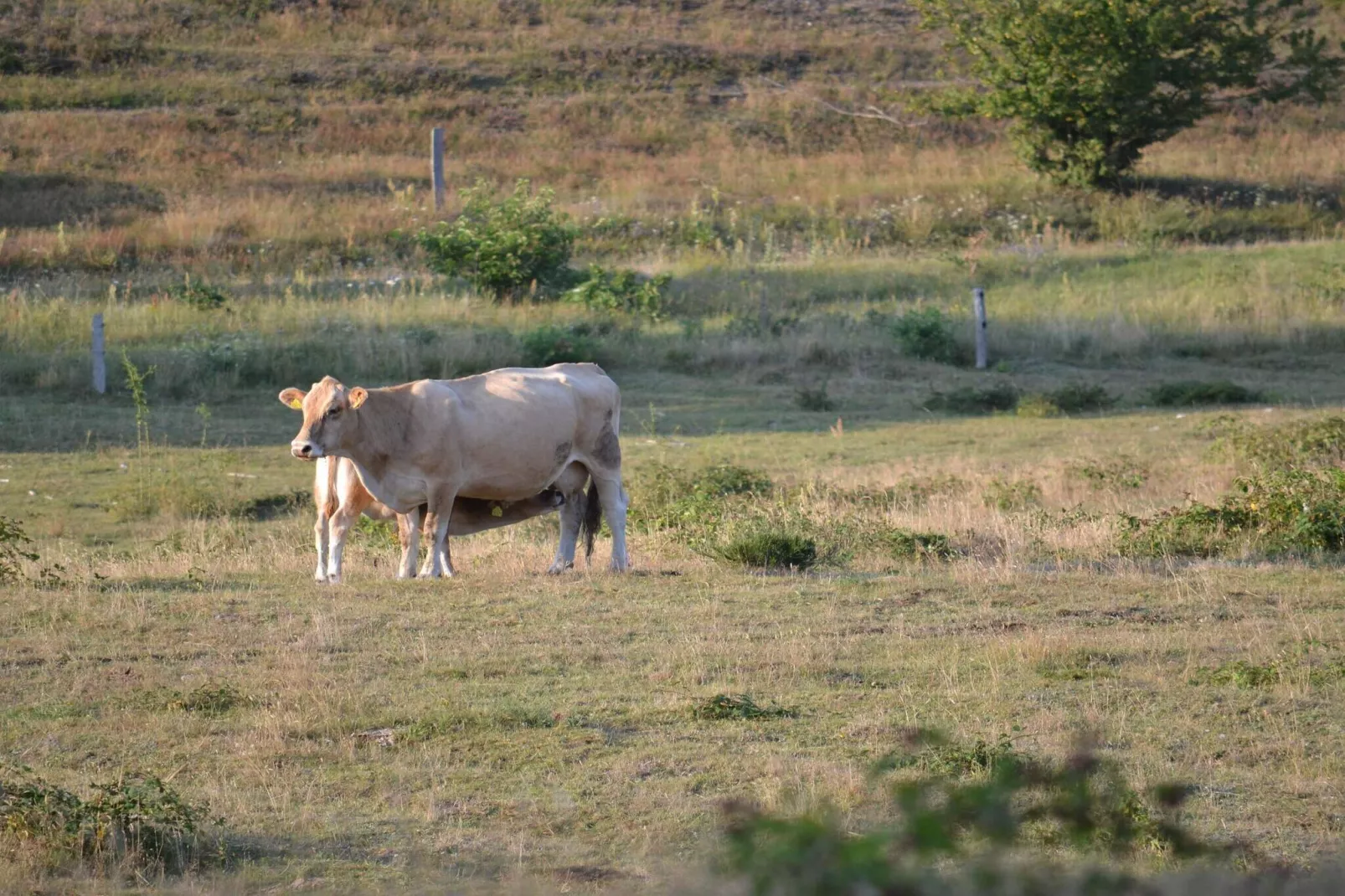 7 persoons vakantie huis in Knebel-By Traum-Niet-getagd
