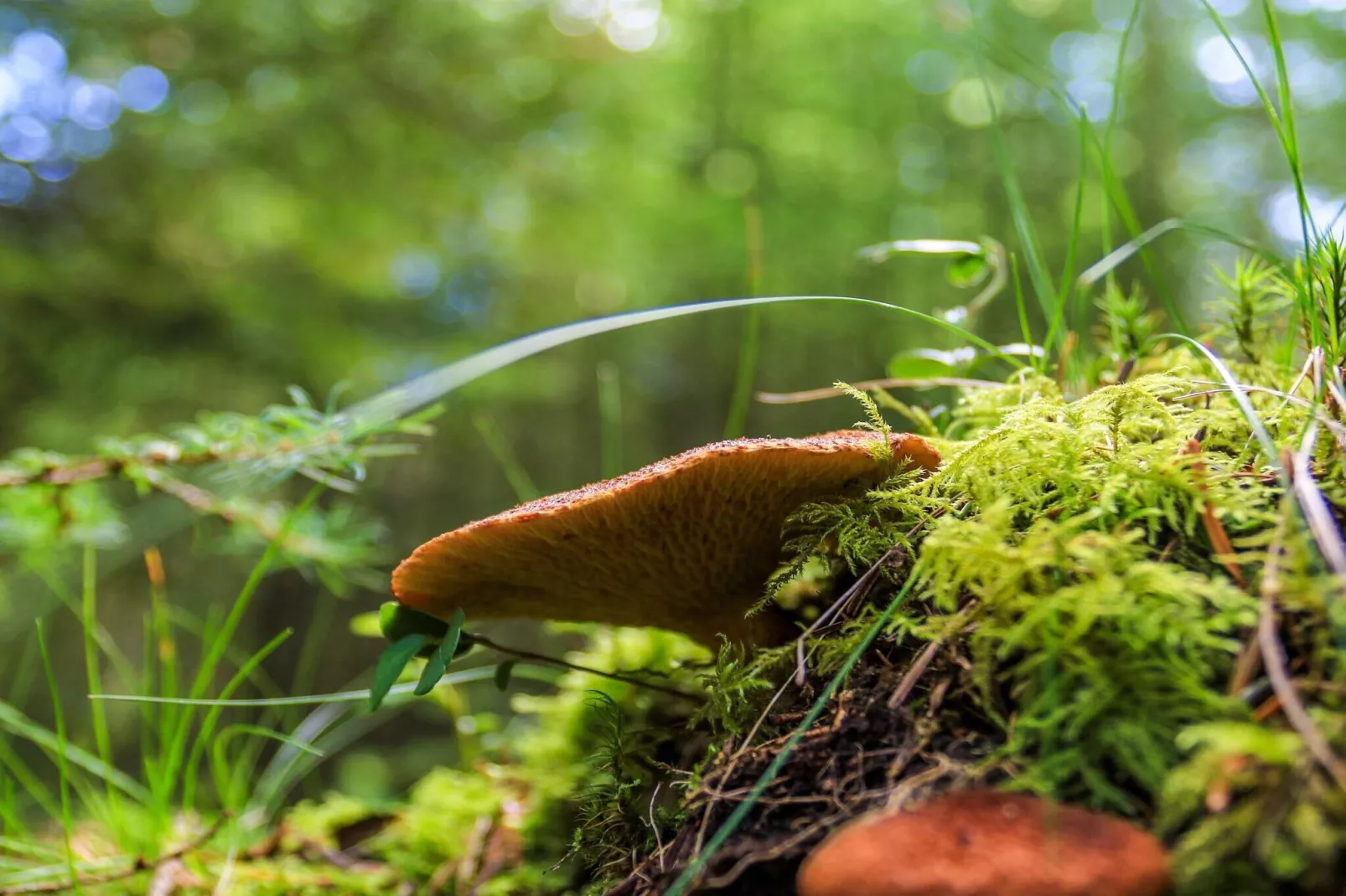 5 persoons vakantie huis in Hovborg-By Traum-Niet-getagd