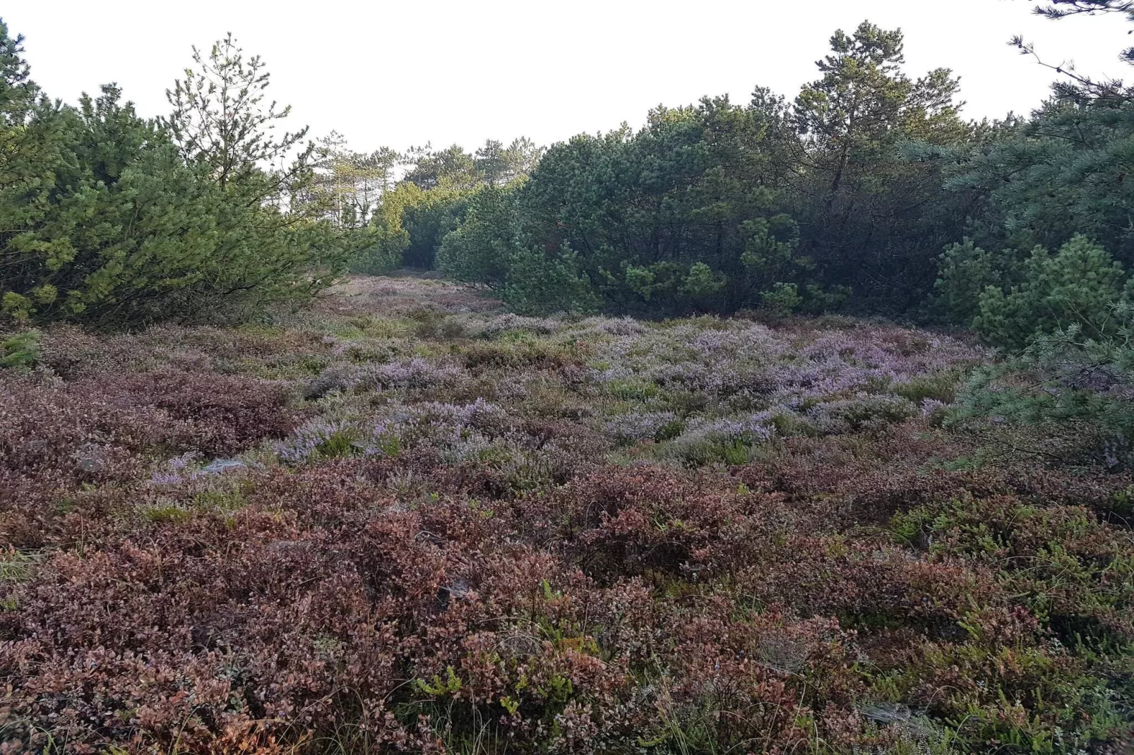 2 persoons vakantie huis in Tarm-By Traum-Niet-getagd