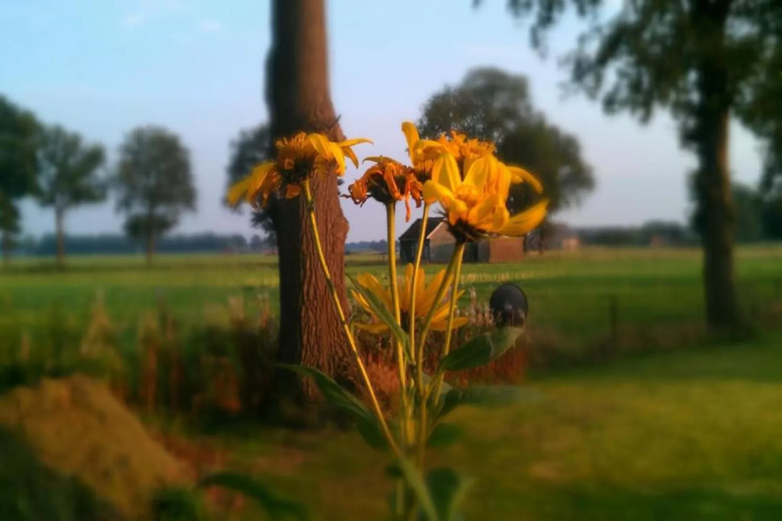 Bospark Markelo 2-Gebieden zomer 20km