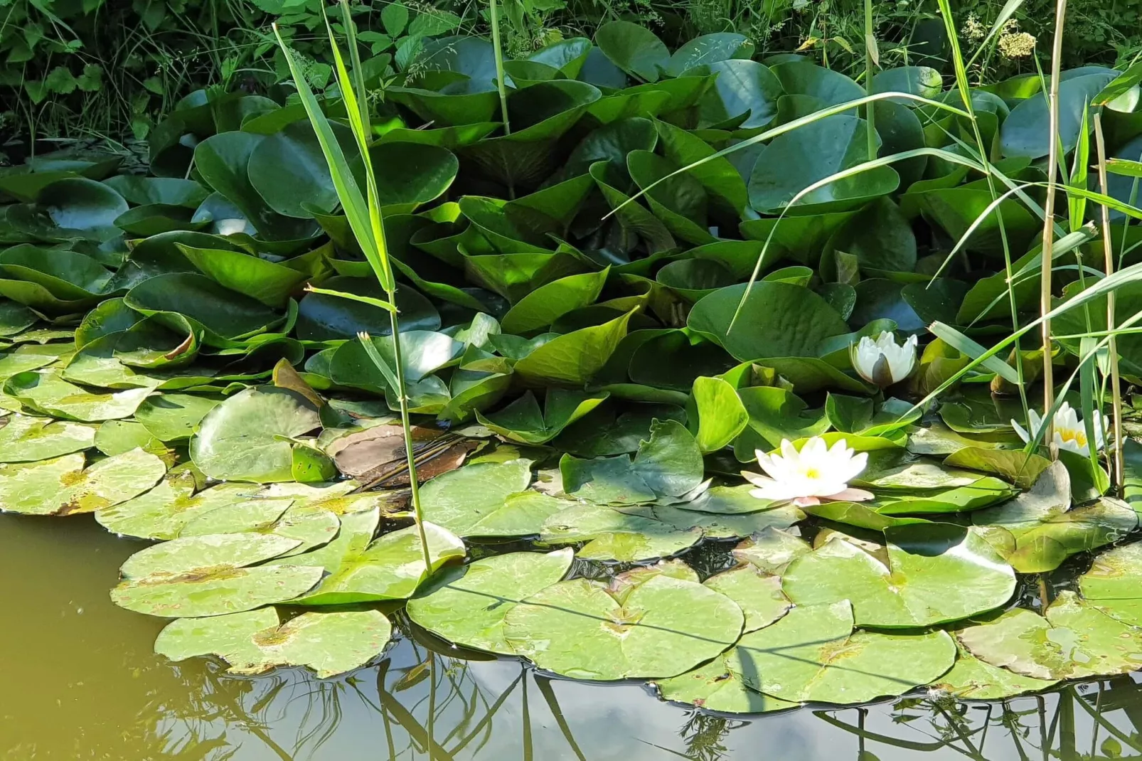 6 persoons vakantie huis in Væggerløse-By Traum-Waterzicht