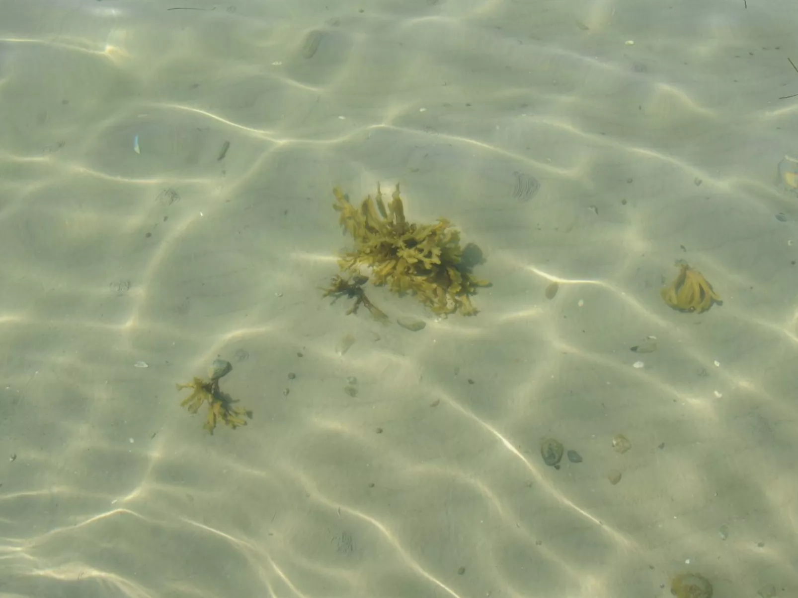 "Kalv" - 75m from the sea-Buiten