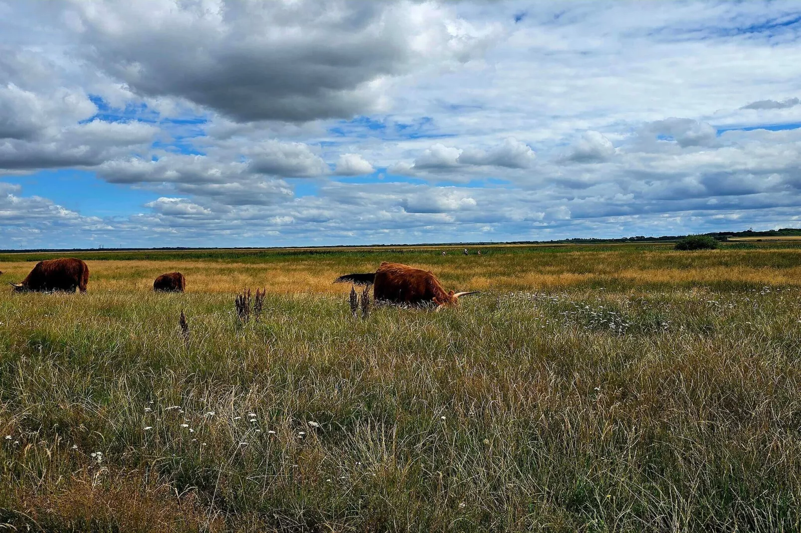 8 persoons vakantie huis in Skjern-By Traum-Niet-getagd