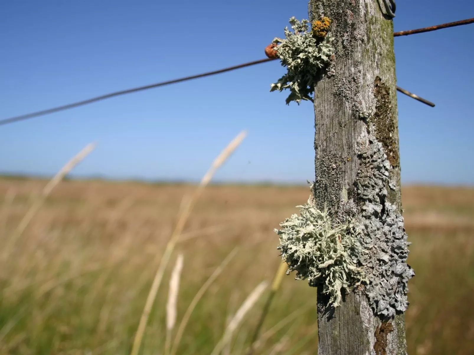 "Gisa" - 400m from the sea-Buiten