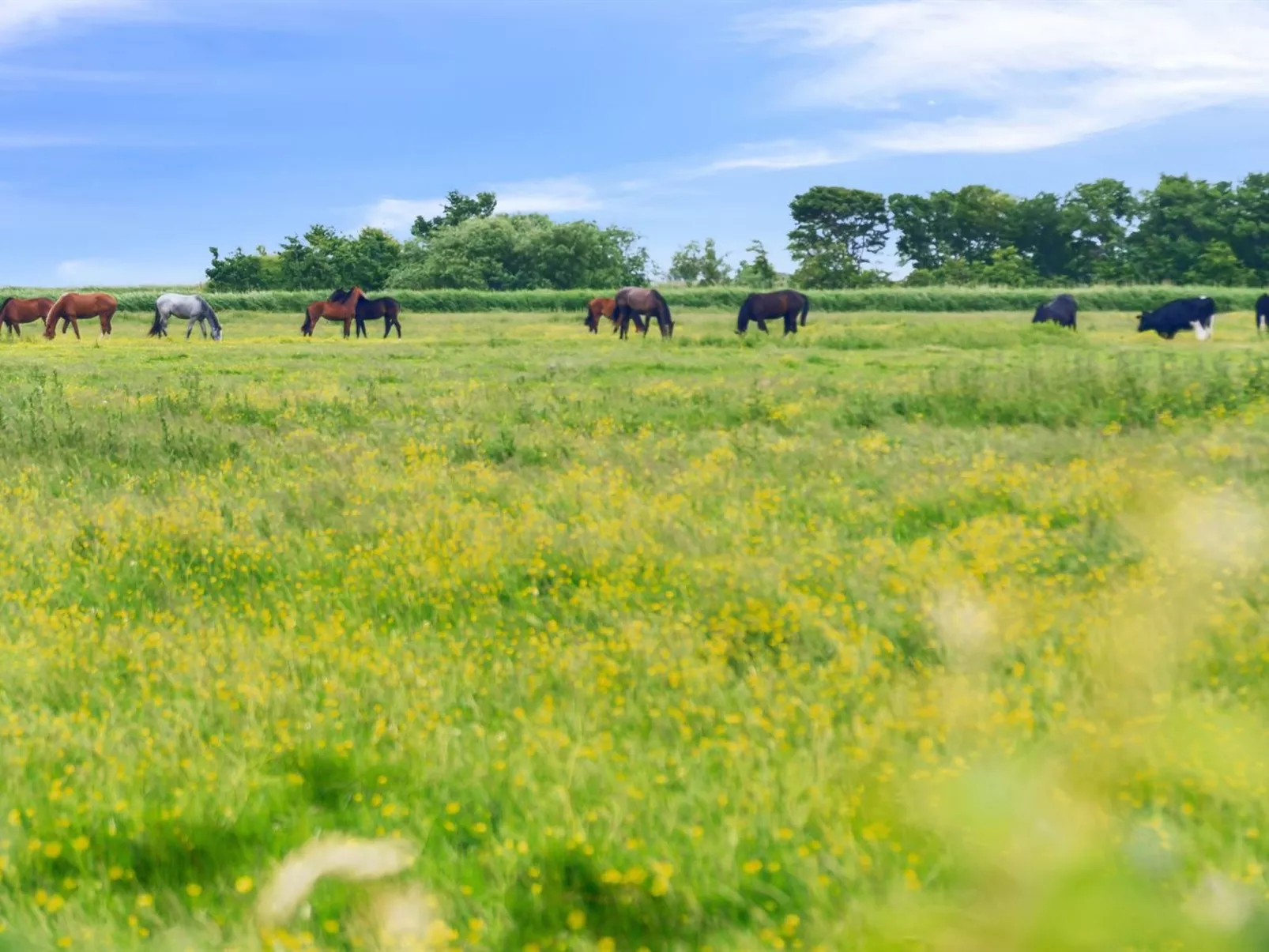 "Janin" - 400m from the sea-Buiten