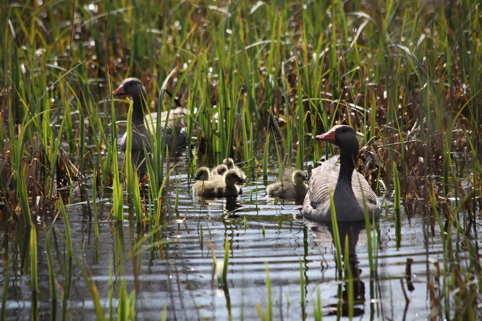 Tipitent de Jutter-Gebieden zomer 5km